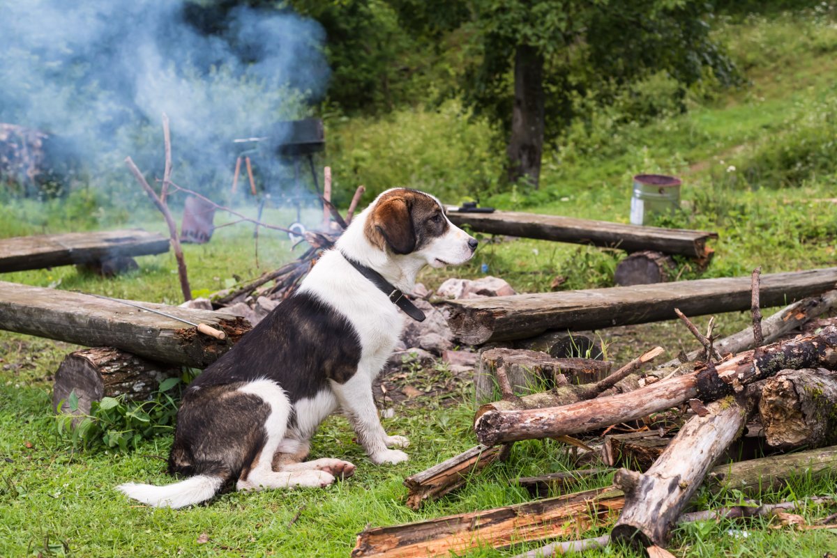 Dog
