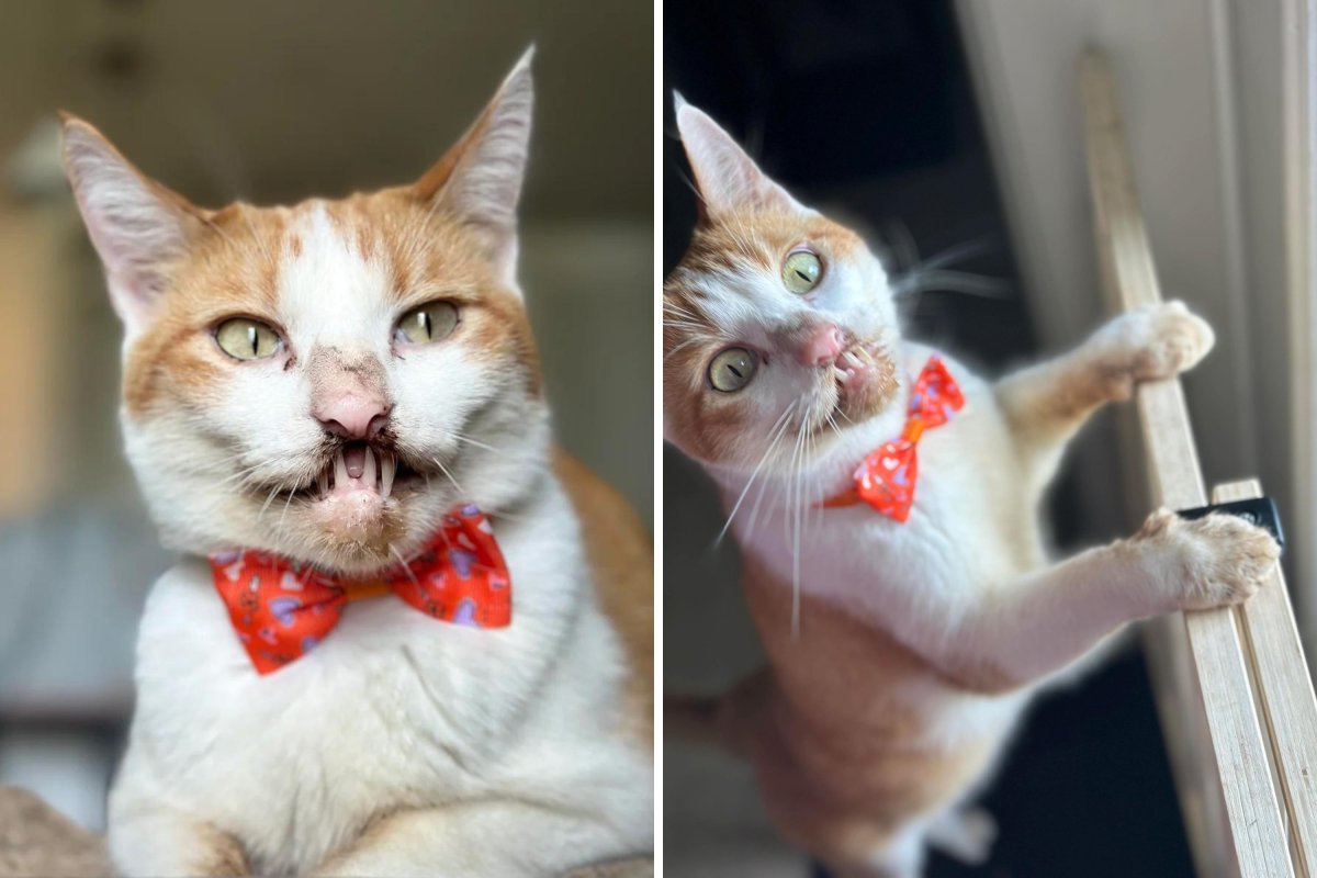 Cat survives being electrocuted