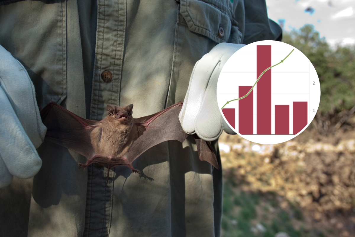Bat and graph showing infant mortality