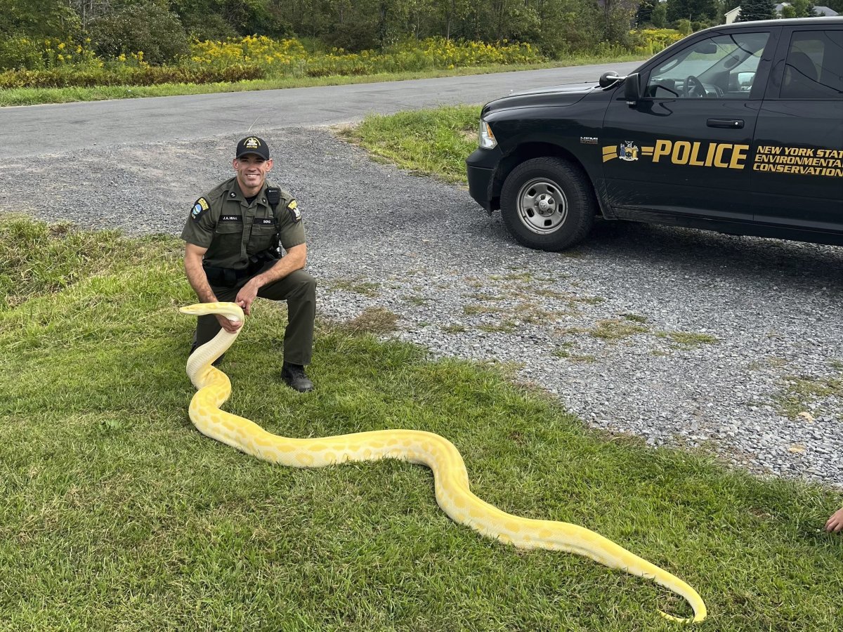 A 13-foot python seized in New York