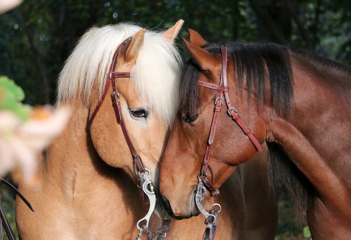 horses remember each other