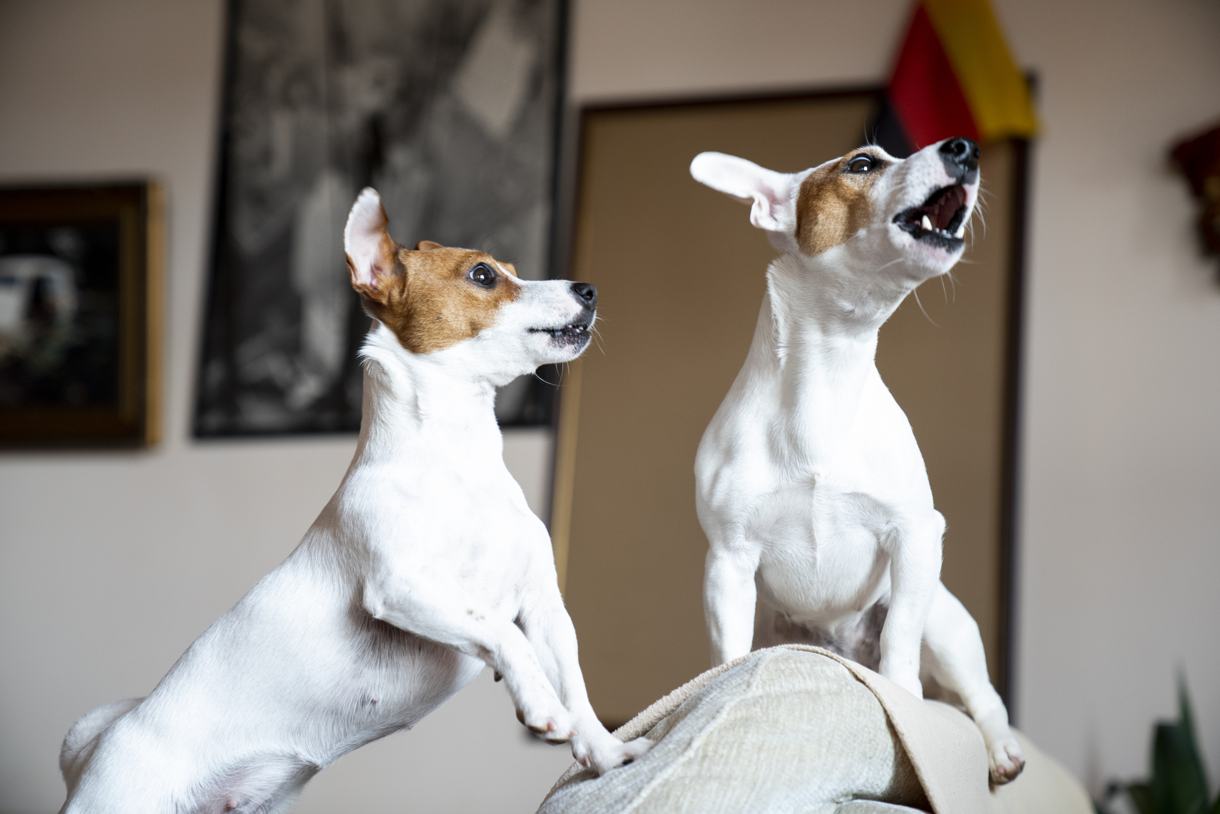 Bull Terrier Faces New Beginnings with His Jack Russell Sisters