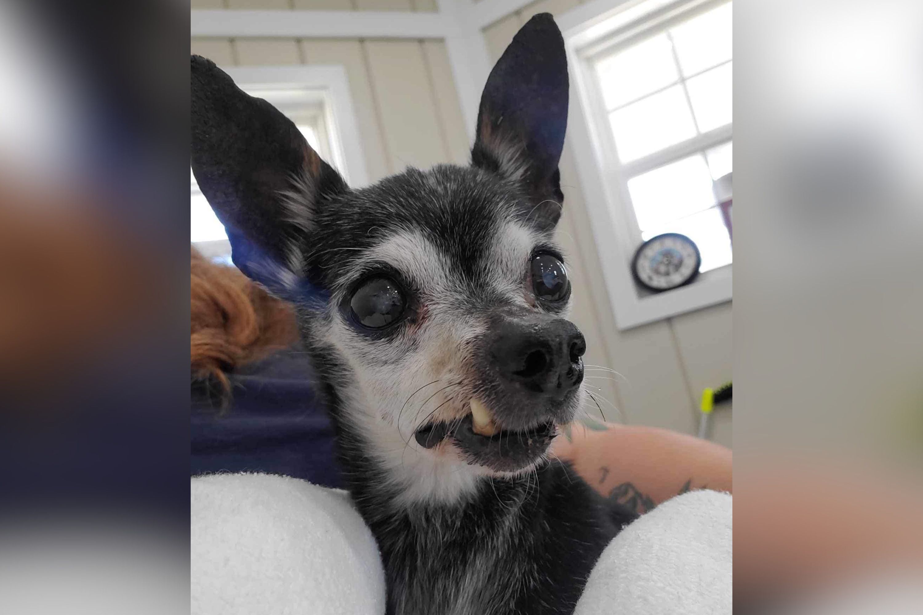 Heartbreaking Decision: Owners Surrender 16-Year-Old Dog After Losing Patience