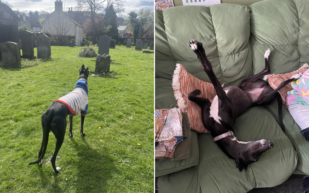 Juniper the greyhound couldn't play fetch.