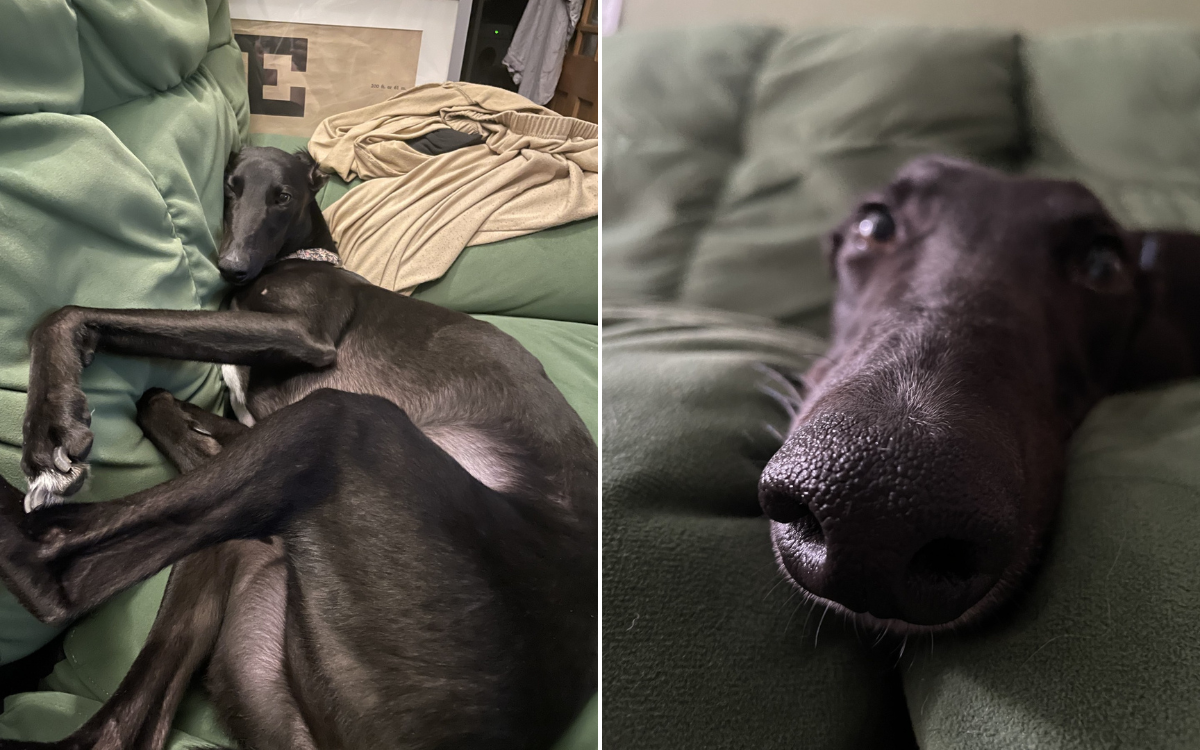 A greyhound napping on a couch.