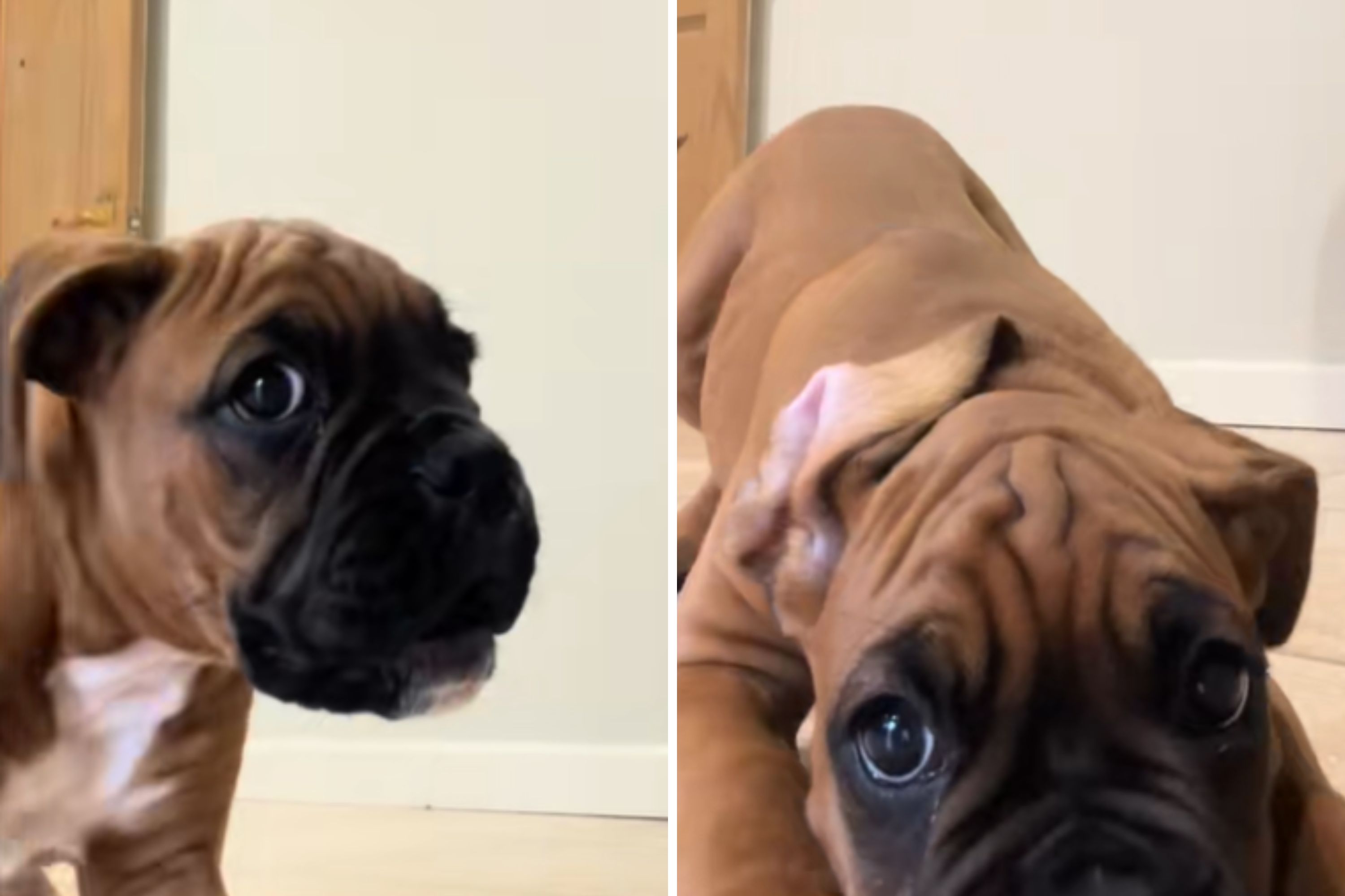 Boxer Puppy Sees Himself on Phone Camera, Chaos Ensues
