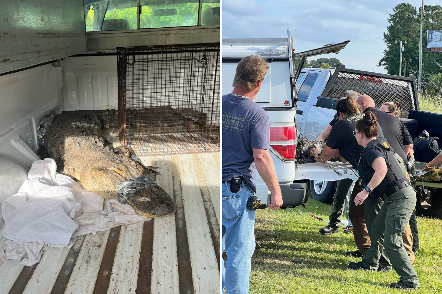 Alligator Struck by Car on NC Highway Triggers Rescue Effort