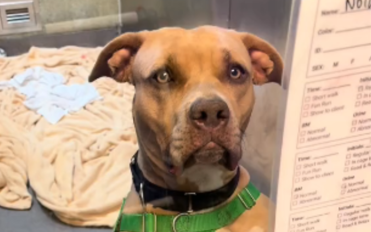 Shelter Worker Bonds With Stray, Heartbroken By What Happens Next