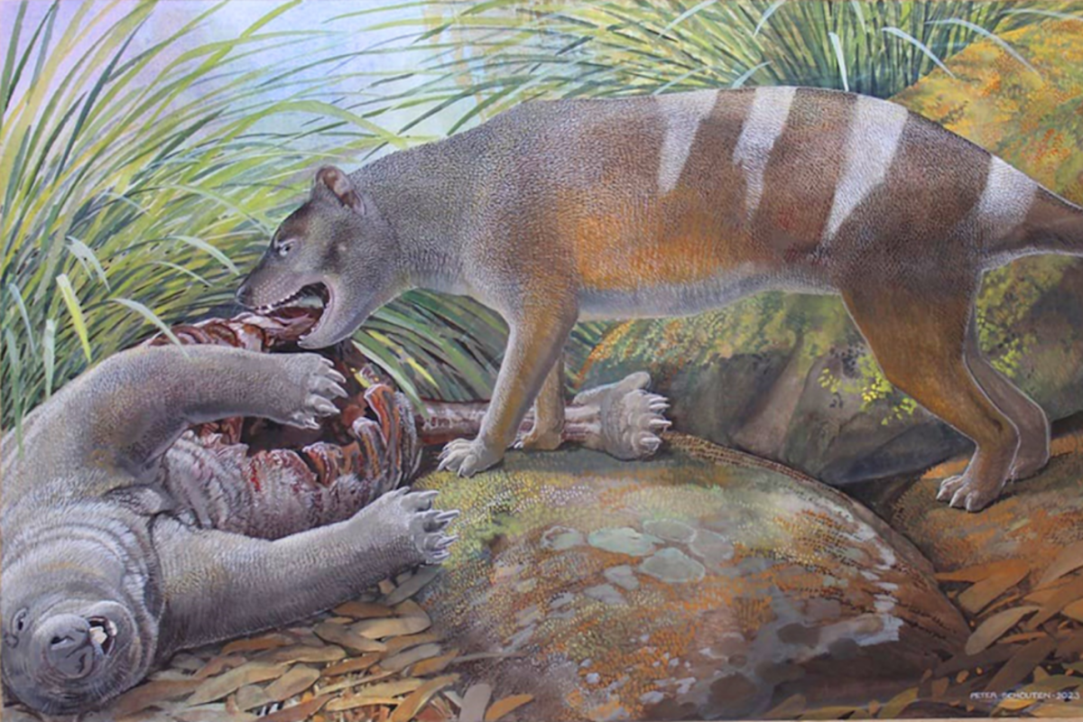 A Tasmanian tiger ancestor feasting