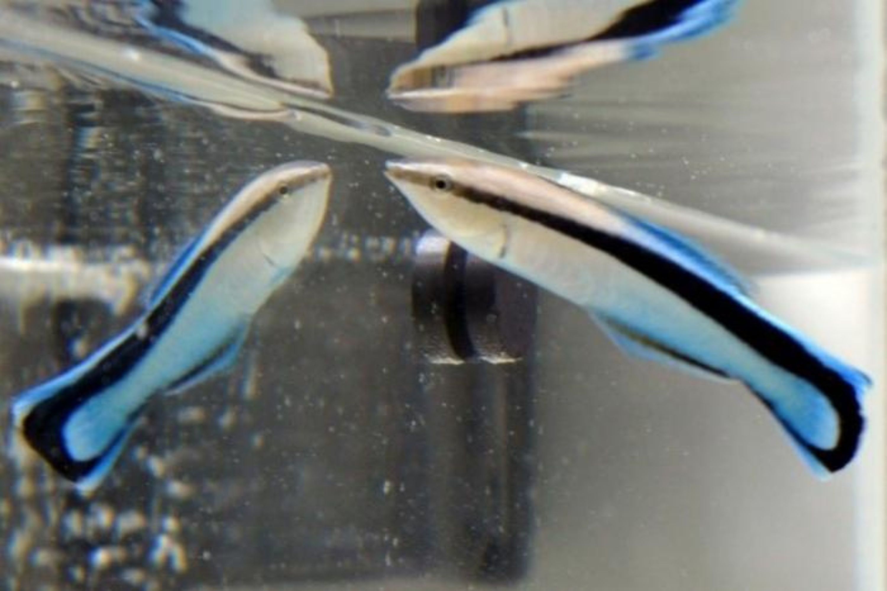 Fish Gauge Their Size Against Rivals Using Mirrors Before a Battle