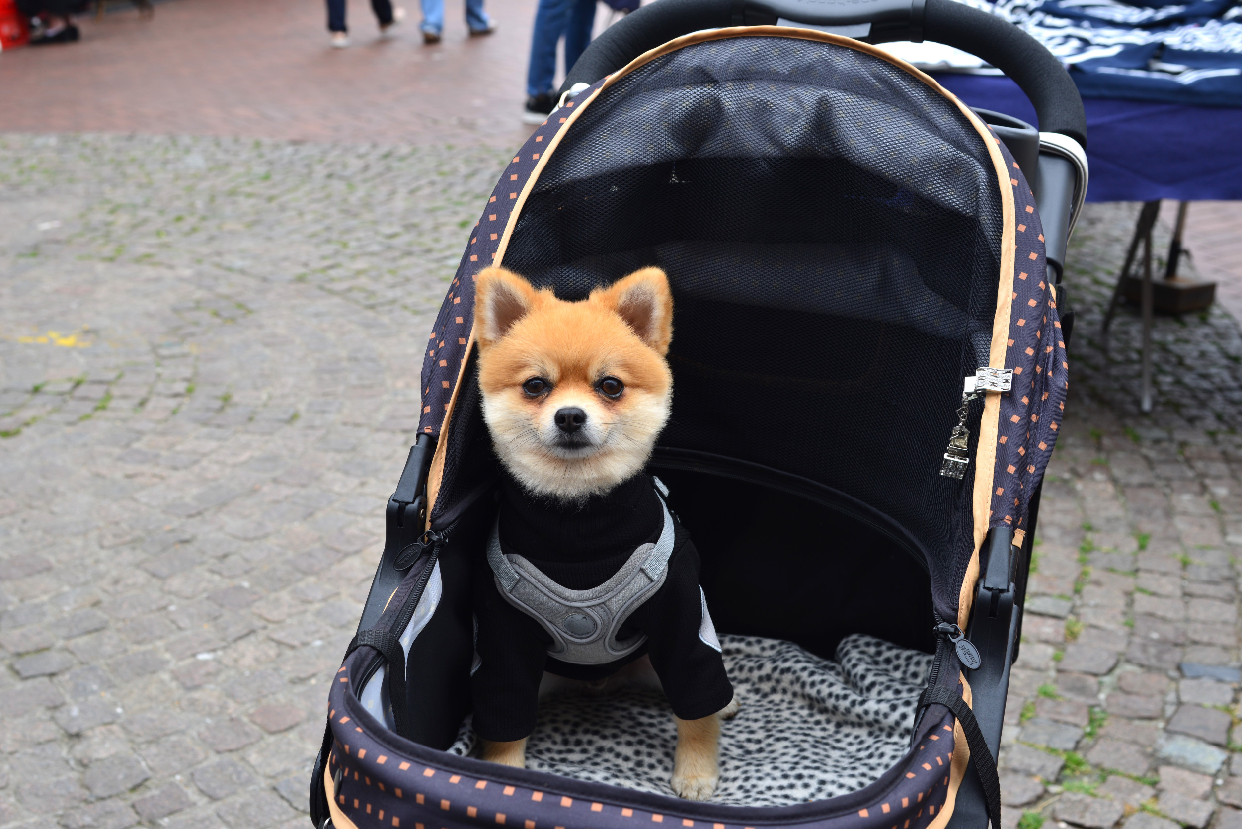 Baby pushing dog in fashion stroller