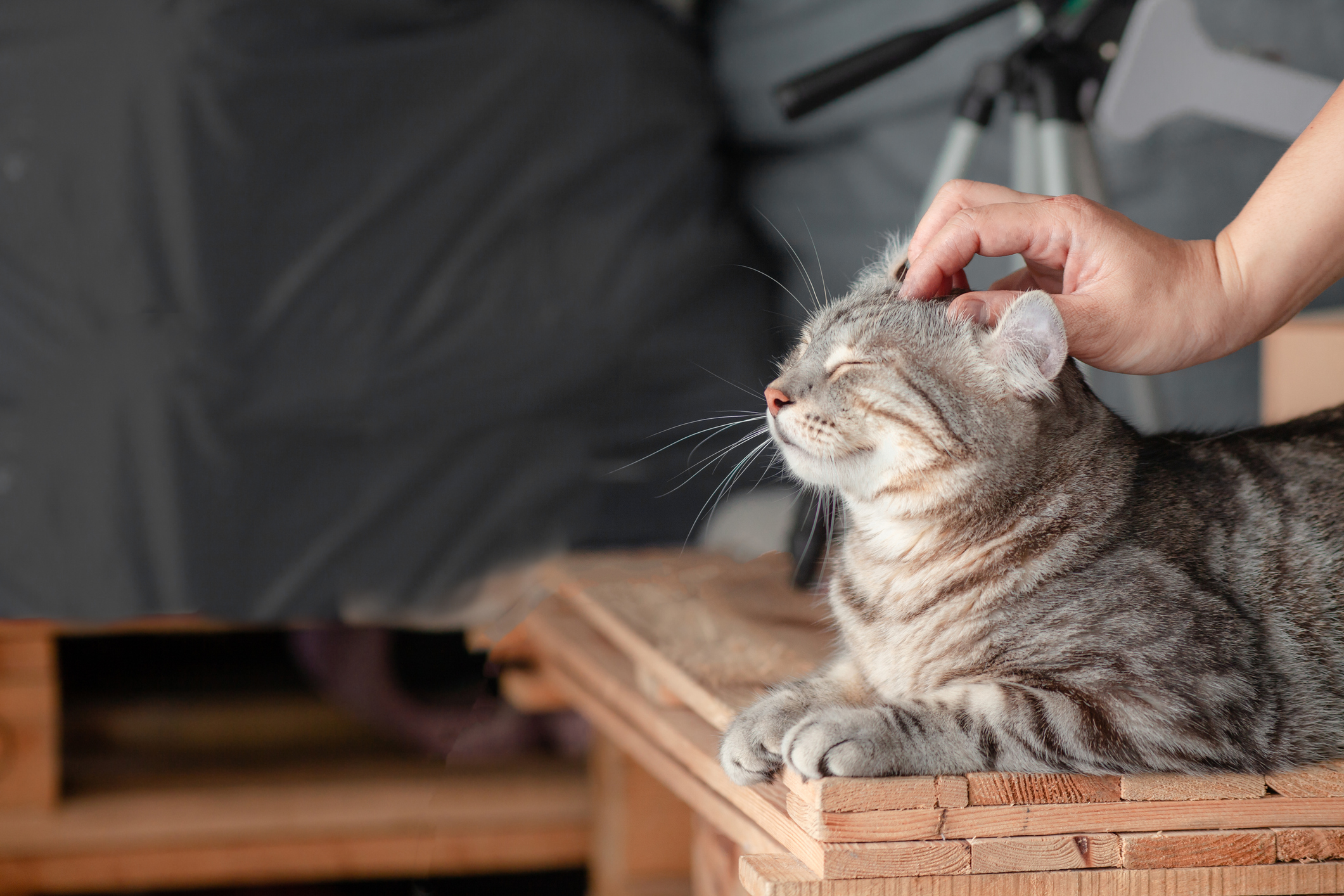 Relaxed cat gets head massage and goes viral: “I want one too”