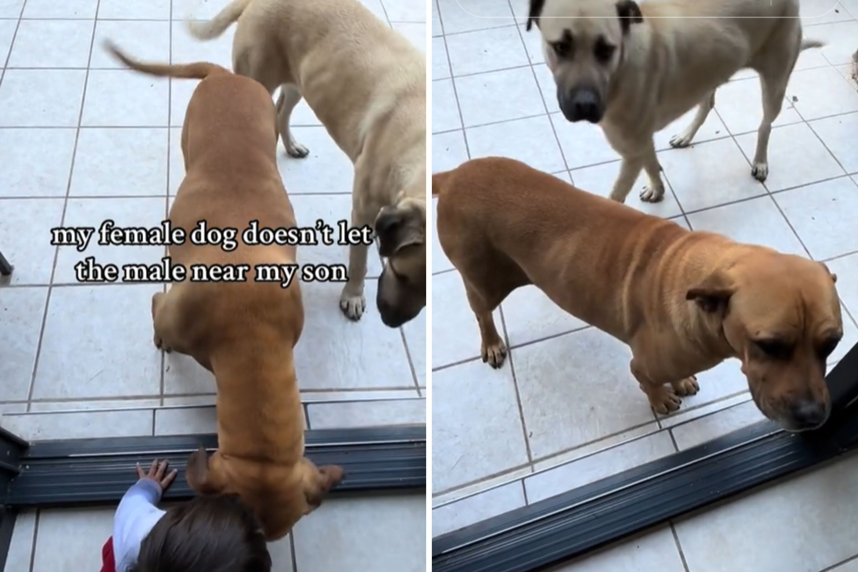 Protective Pup: How a Dog Defends Her Little Buddy from Brother’s Advances