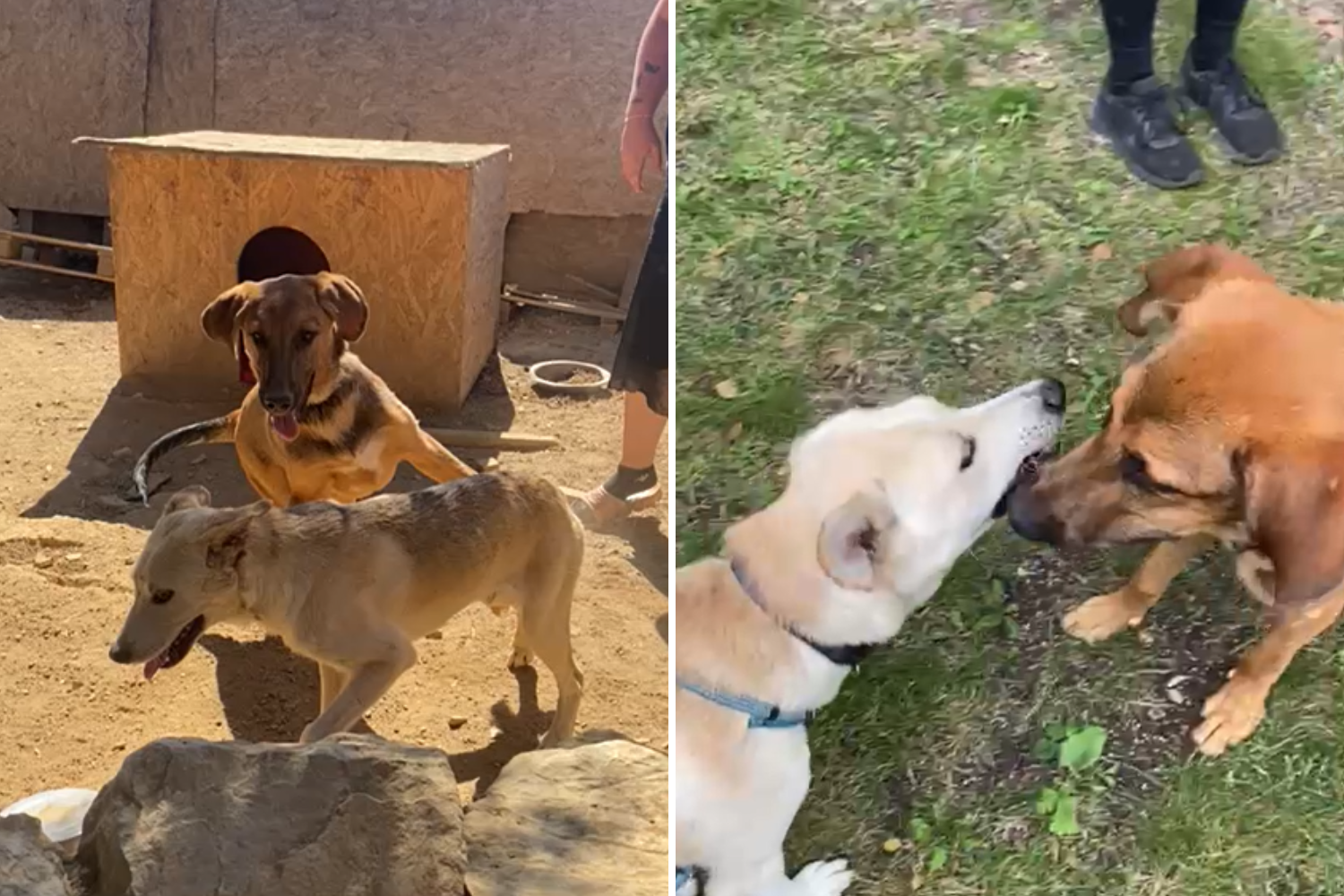 Dogs 'Inseparable' at Shelter Reunite Months After Adoption Sets Them ...