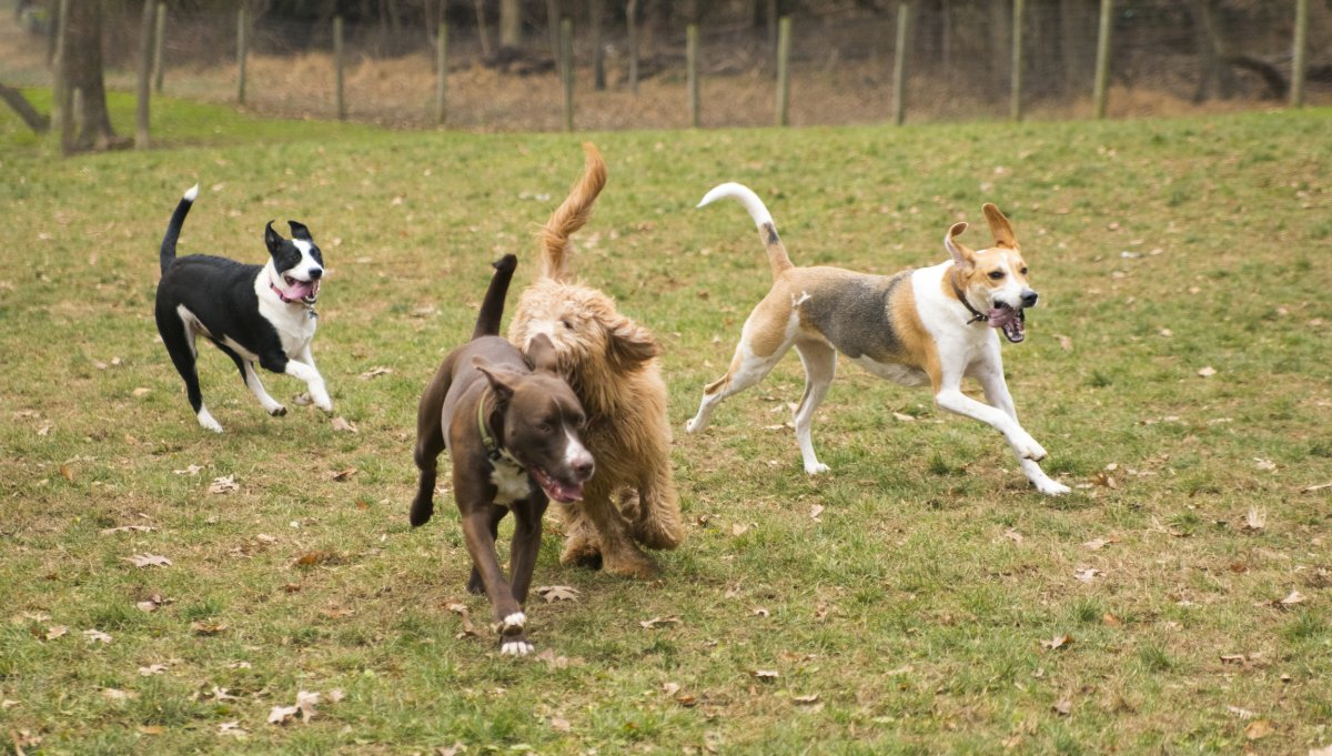 Stock image of dogs playing. 