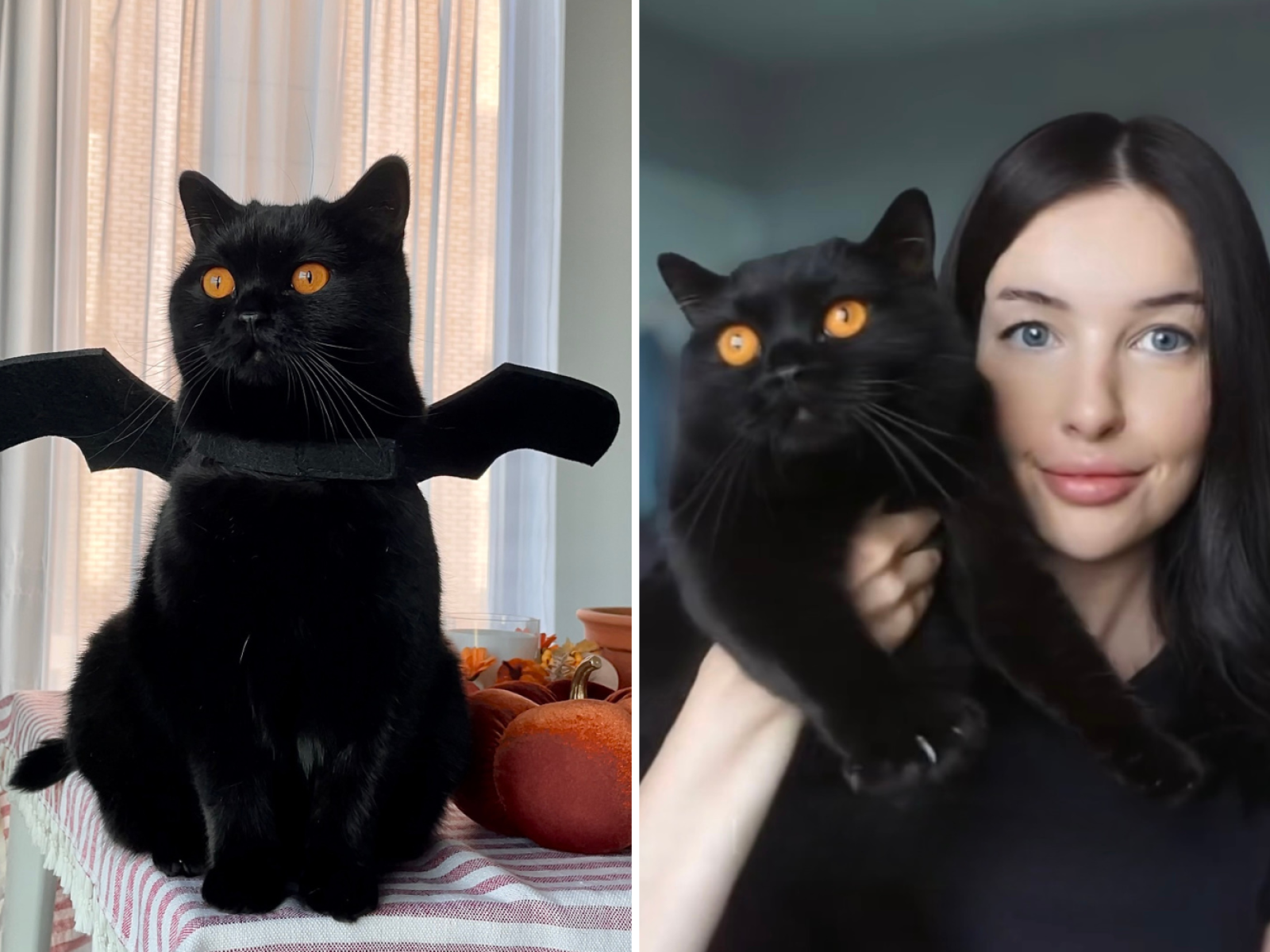 Buy black kitten orange eyes Outlet Black Friday