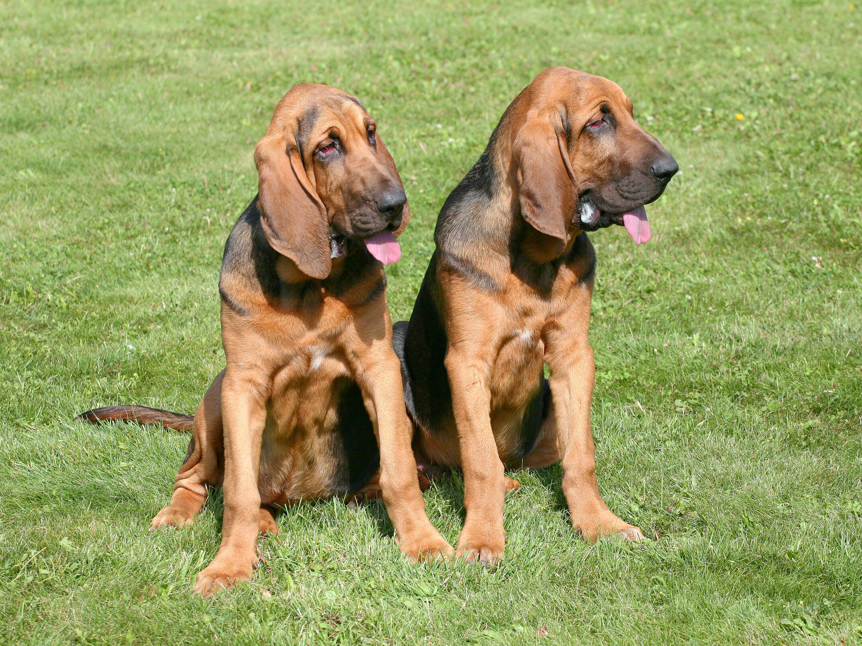 How Bloodhounds Yell at Owner for Dinner Every Day Has Internet in Stitches