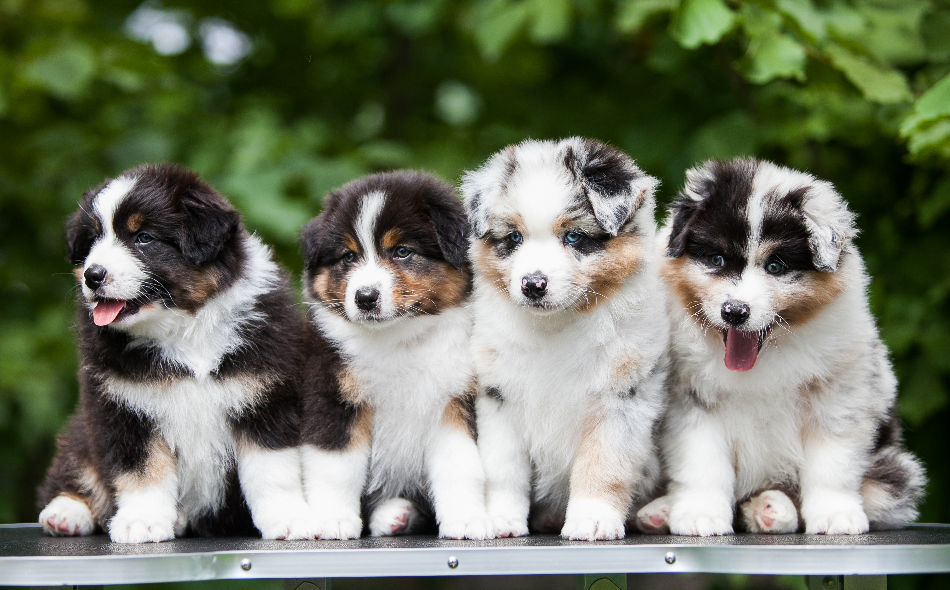 Australian Shepherd Puppy With Blue Eyes Australian Shepherd Puppy With Blue Eyes