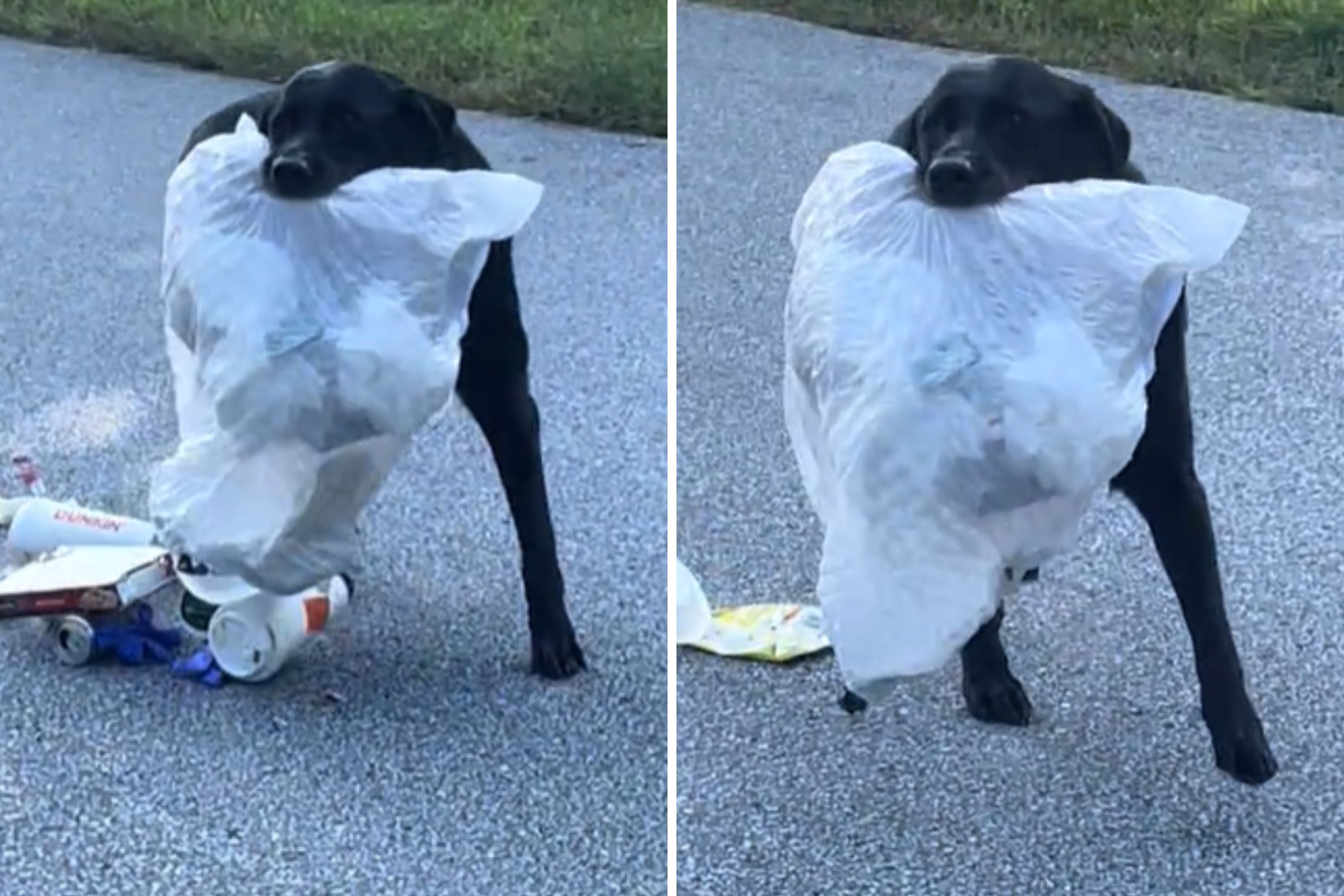 Morning Walk Mayhem: Neighbor’s Dog Surprises Woman with a Trash Bag!