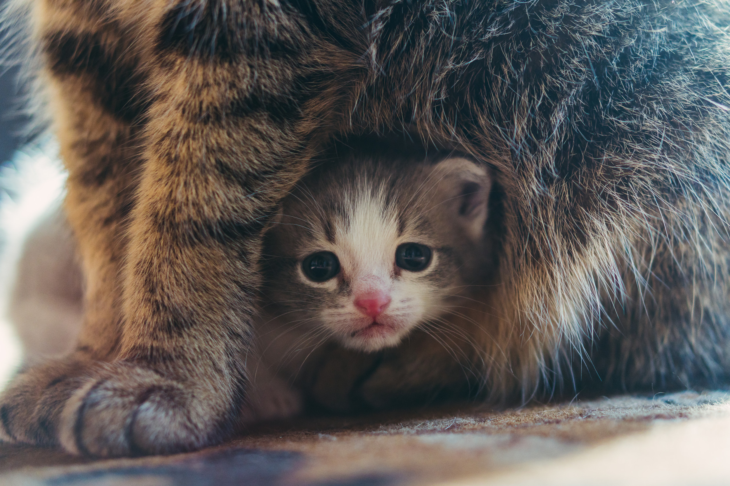 Fierce Feline Vows to Safeguard New Rescue Kitten: ‘Not on My Watch!’