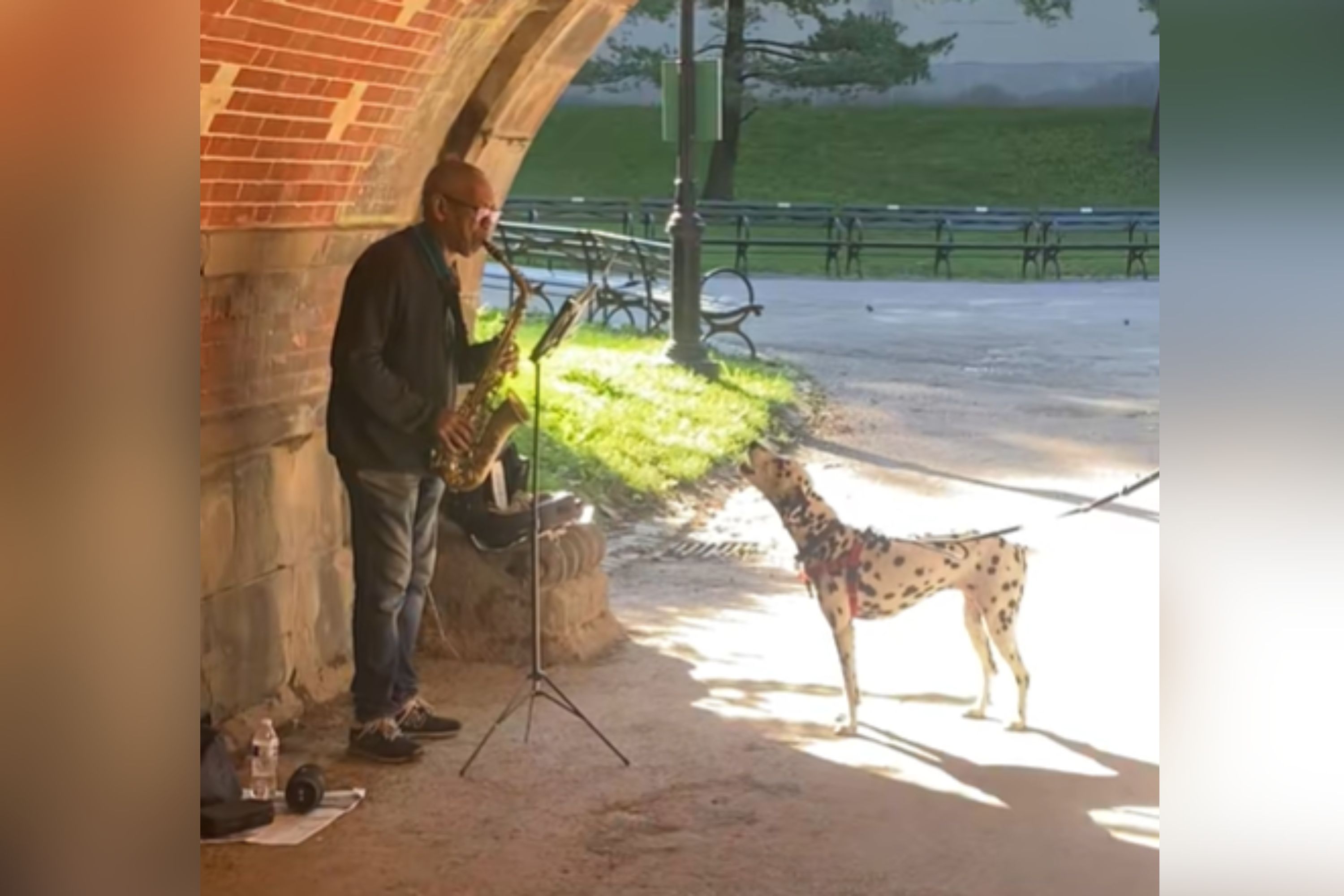 Spotlight on the Singing Dalmatian: A Musical Performance to Remember