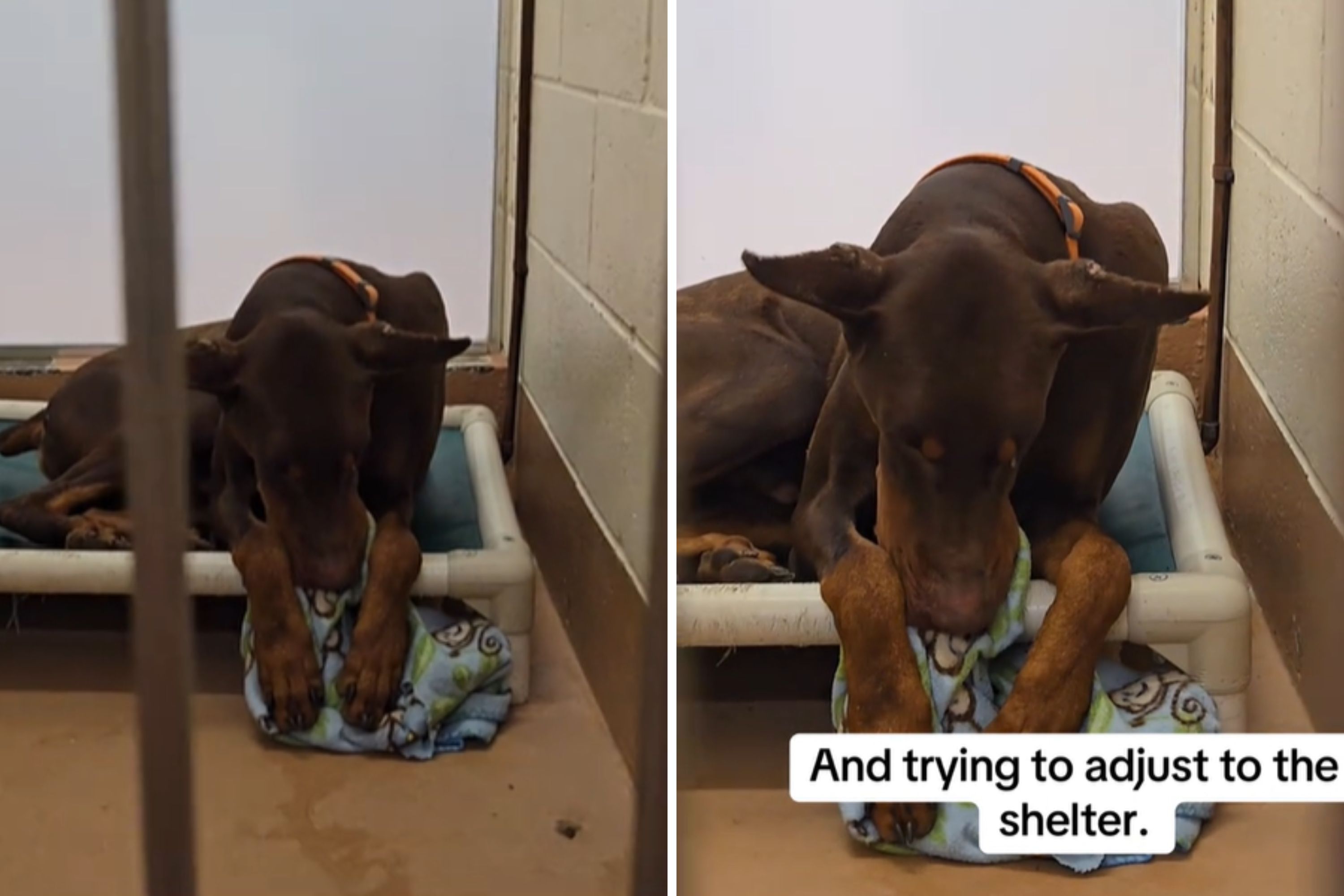 From Chains to Comfort: A Dog’s Journey to Shelter Life