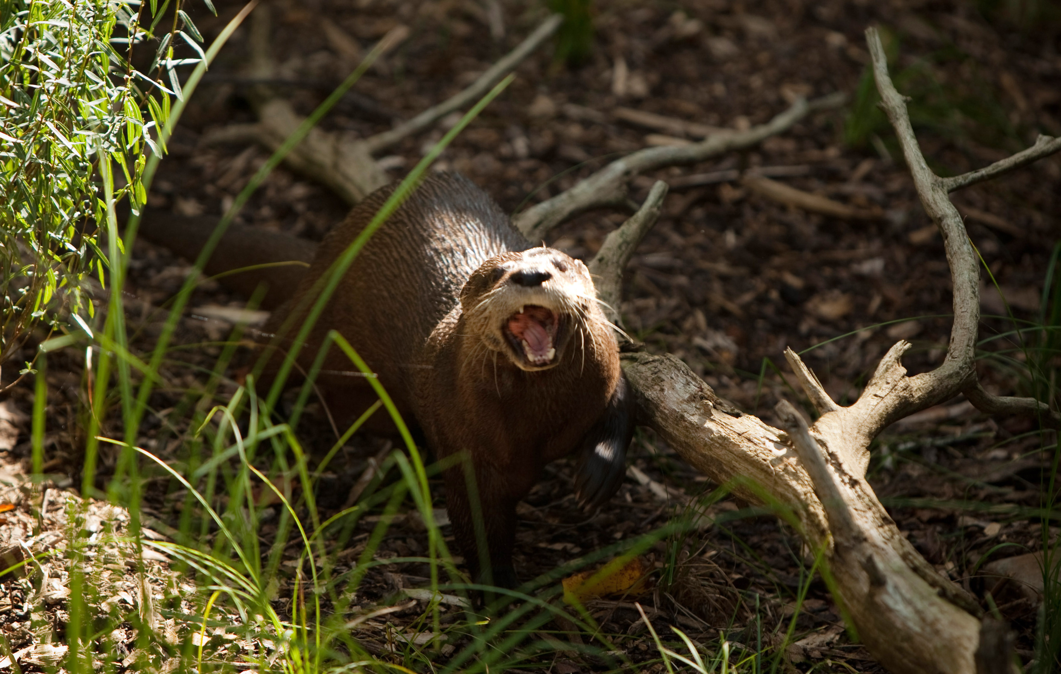 Wildlife Department Issues Statement Following River Otter Attack on Child