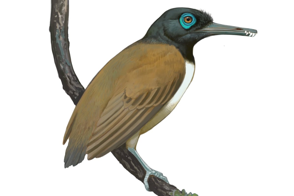 A Weird Prehistoric Bird Had 'Overpowered' Teeth: Now We May Know Why ...