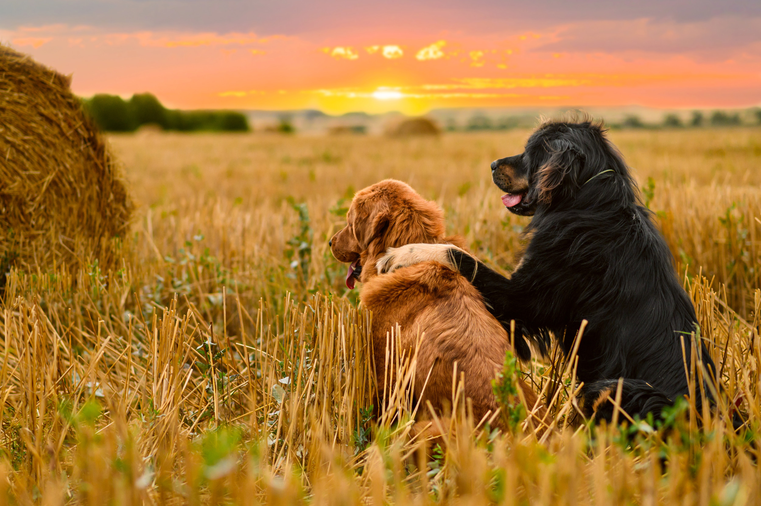 “Heartwarming Encounter: Stray Dogs Gather to Enjoy a Sunset, Captivating the Internet”