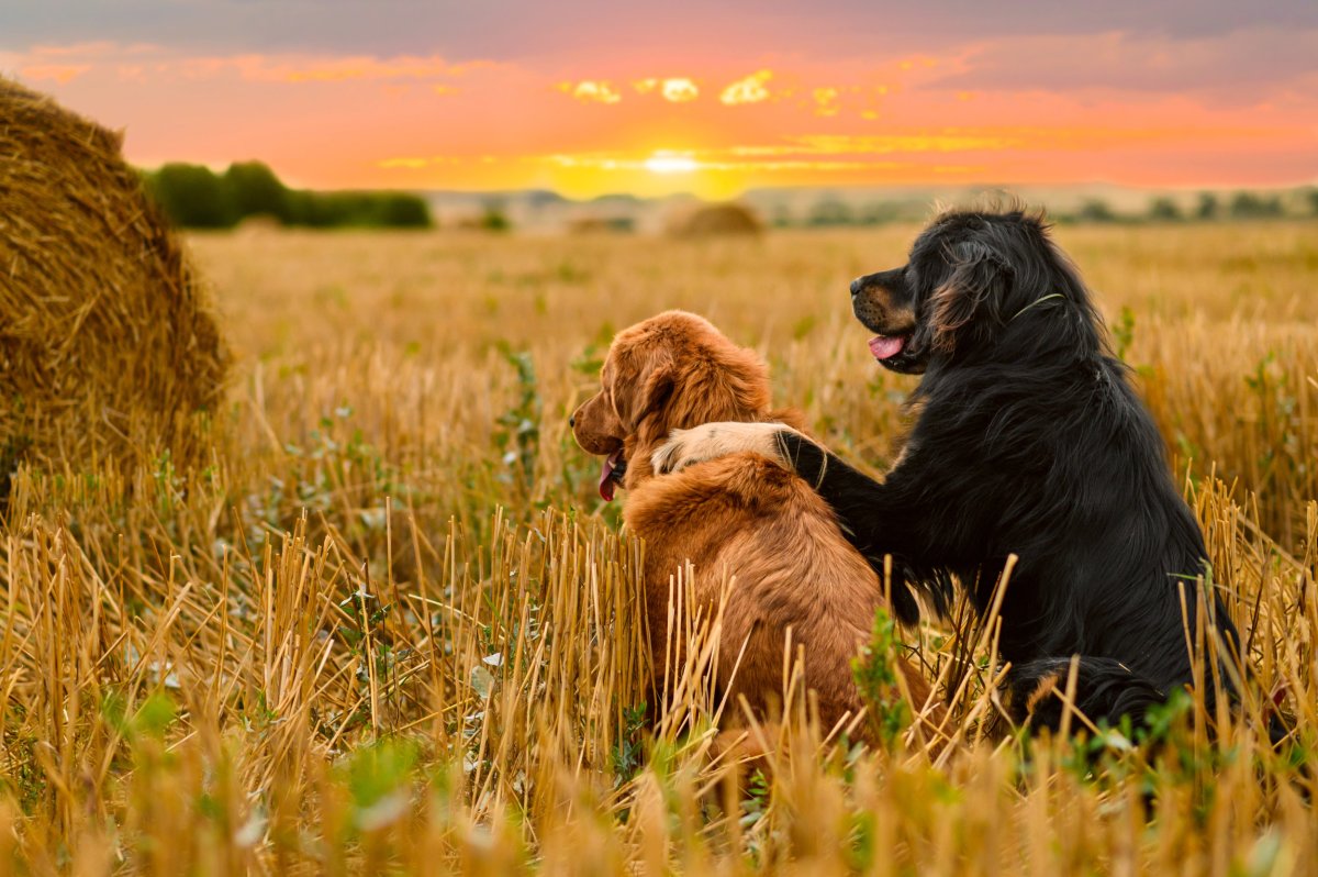 Dogs sunset