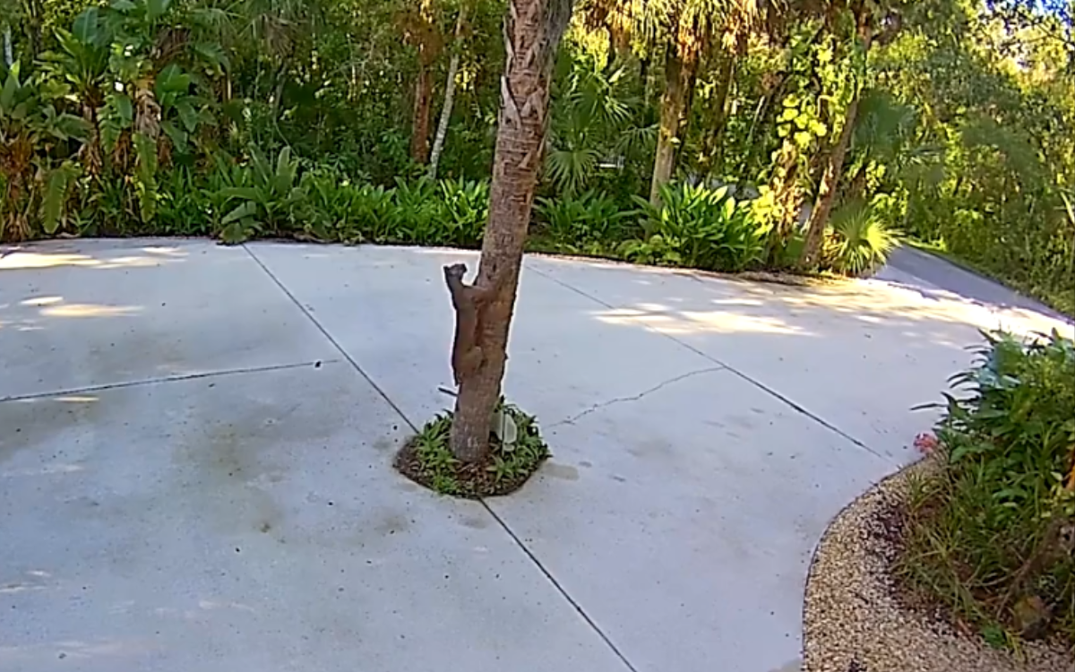 A bobcat in a front yard.