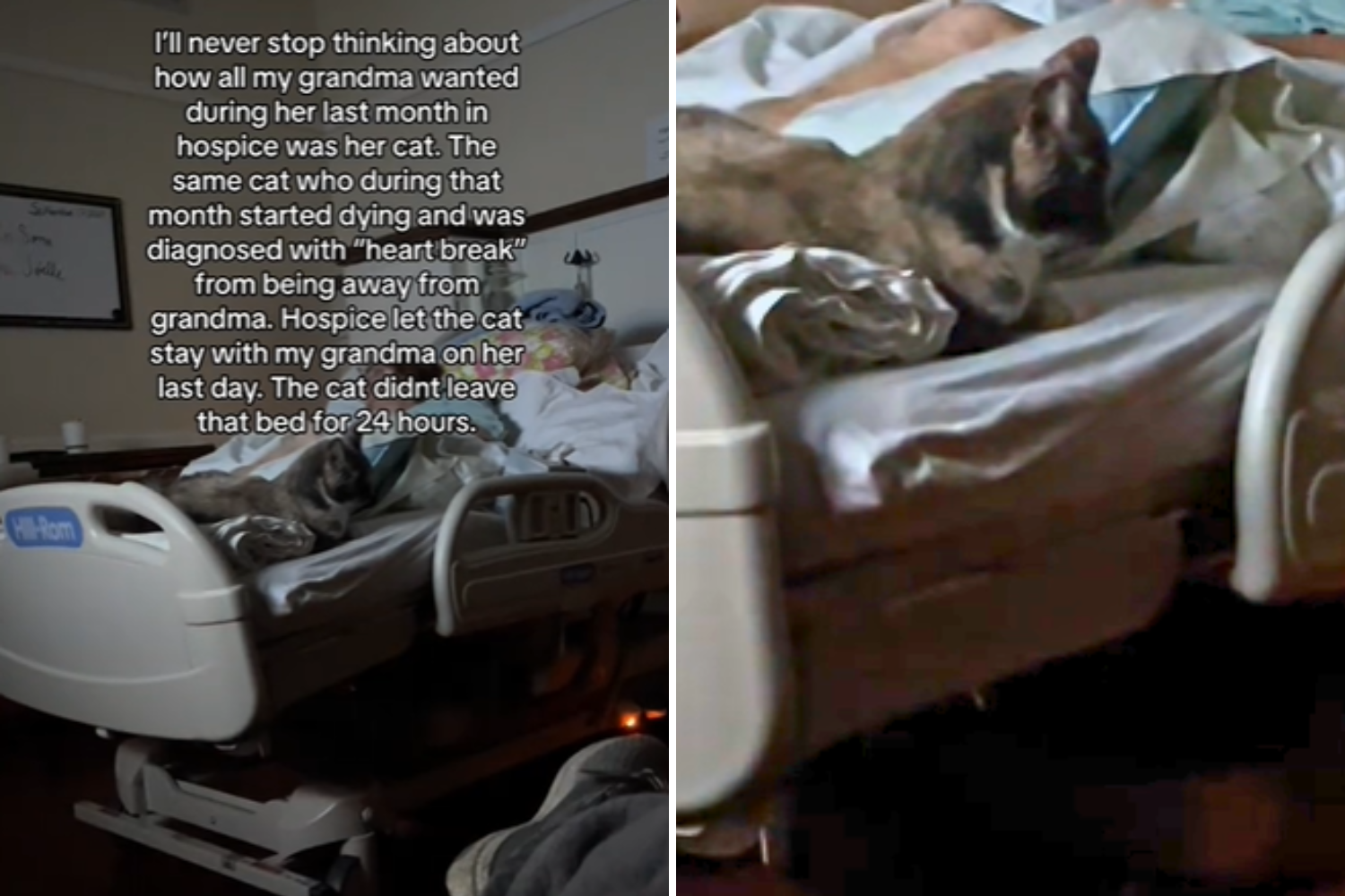 A Heartwarming Farewell: Cat Stays by Gran’s Side in Hospice Moments