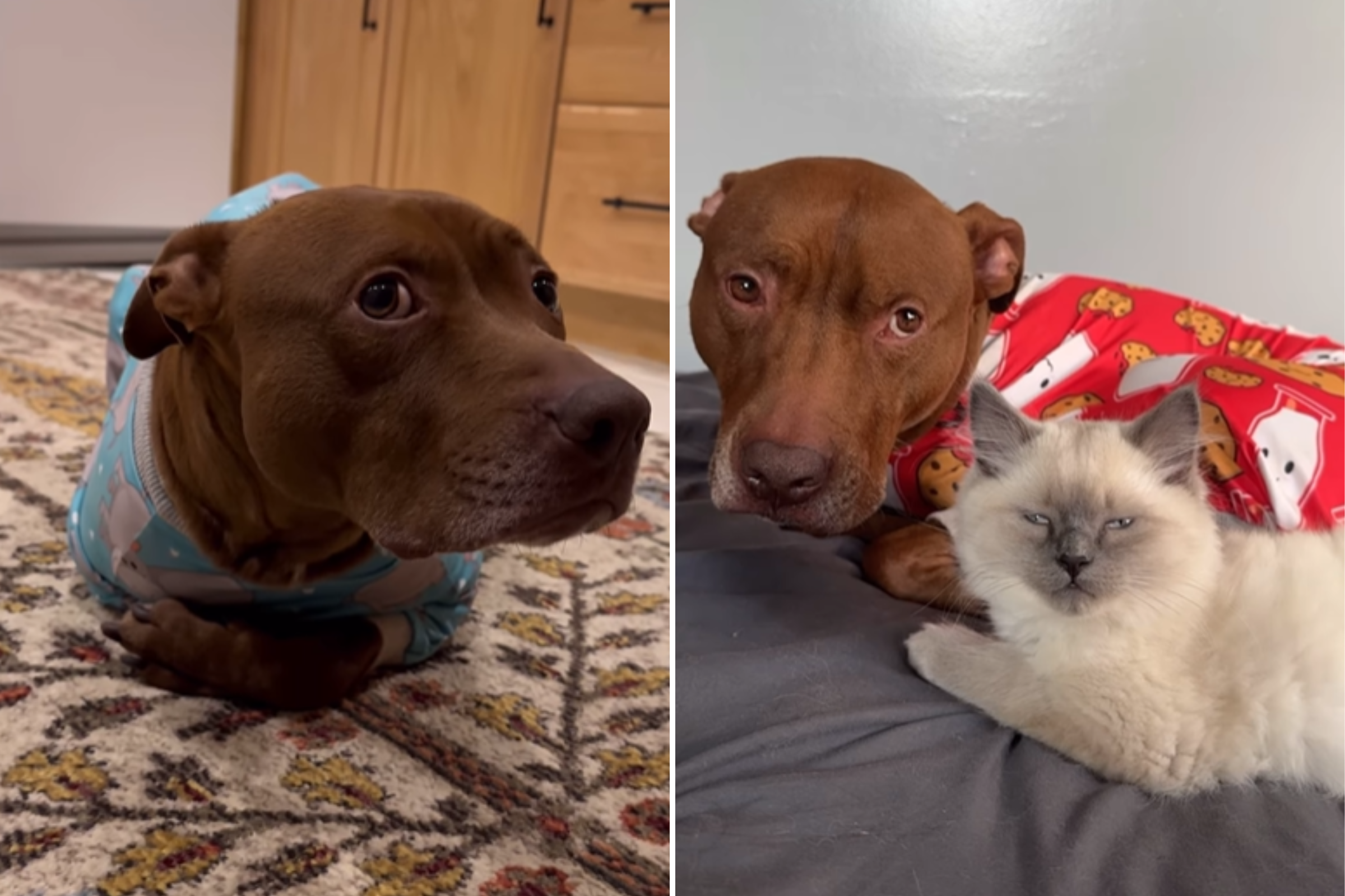 Hysterics as Pit Bull Raised by Felines Is Now 'More Cat Than Dog' thumbnail