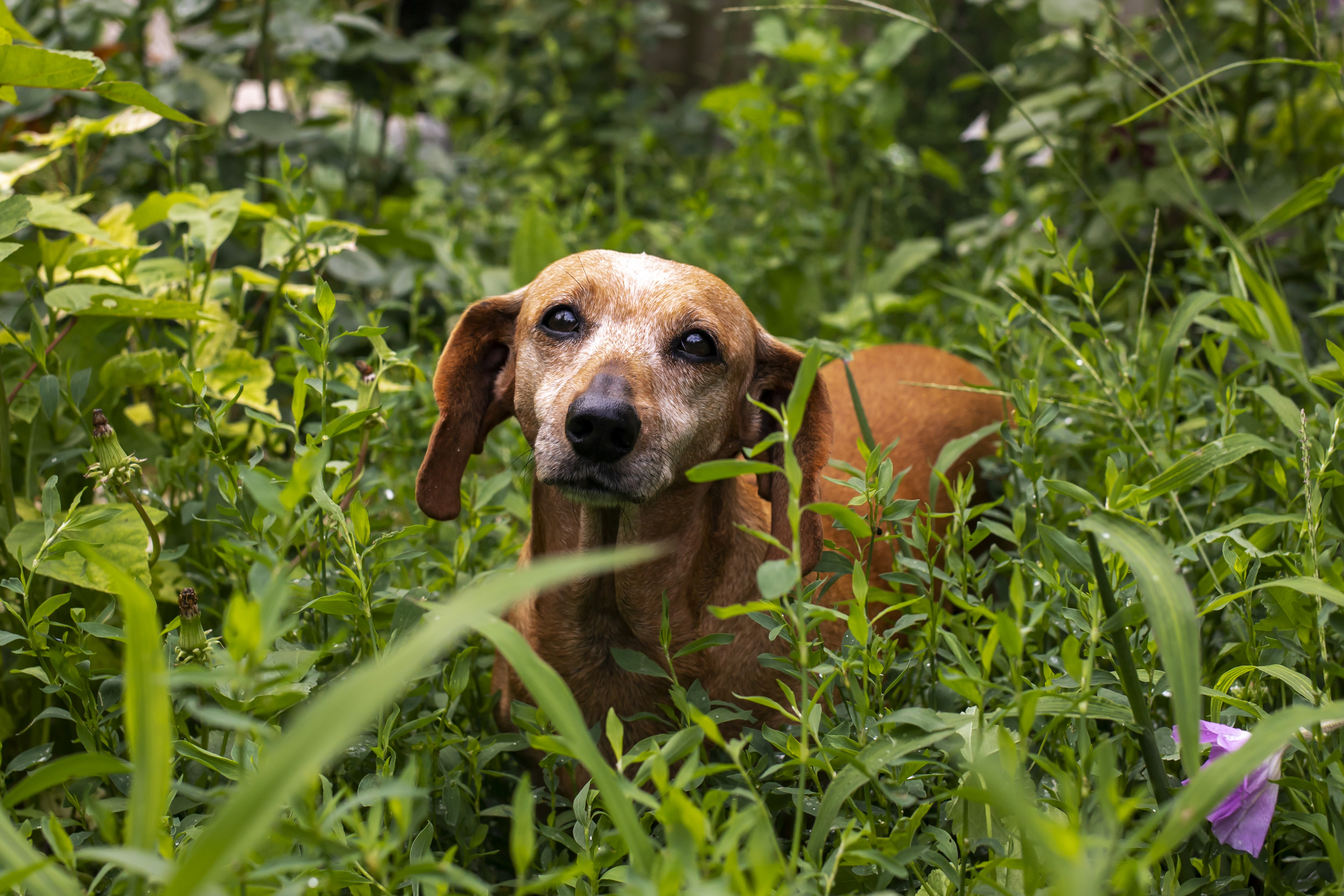 Senior Dog Gathers the Courage to Explore the Park, Wins Hearts Everywhere