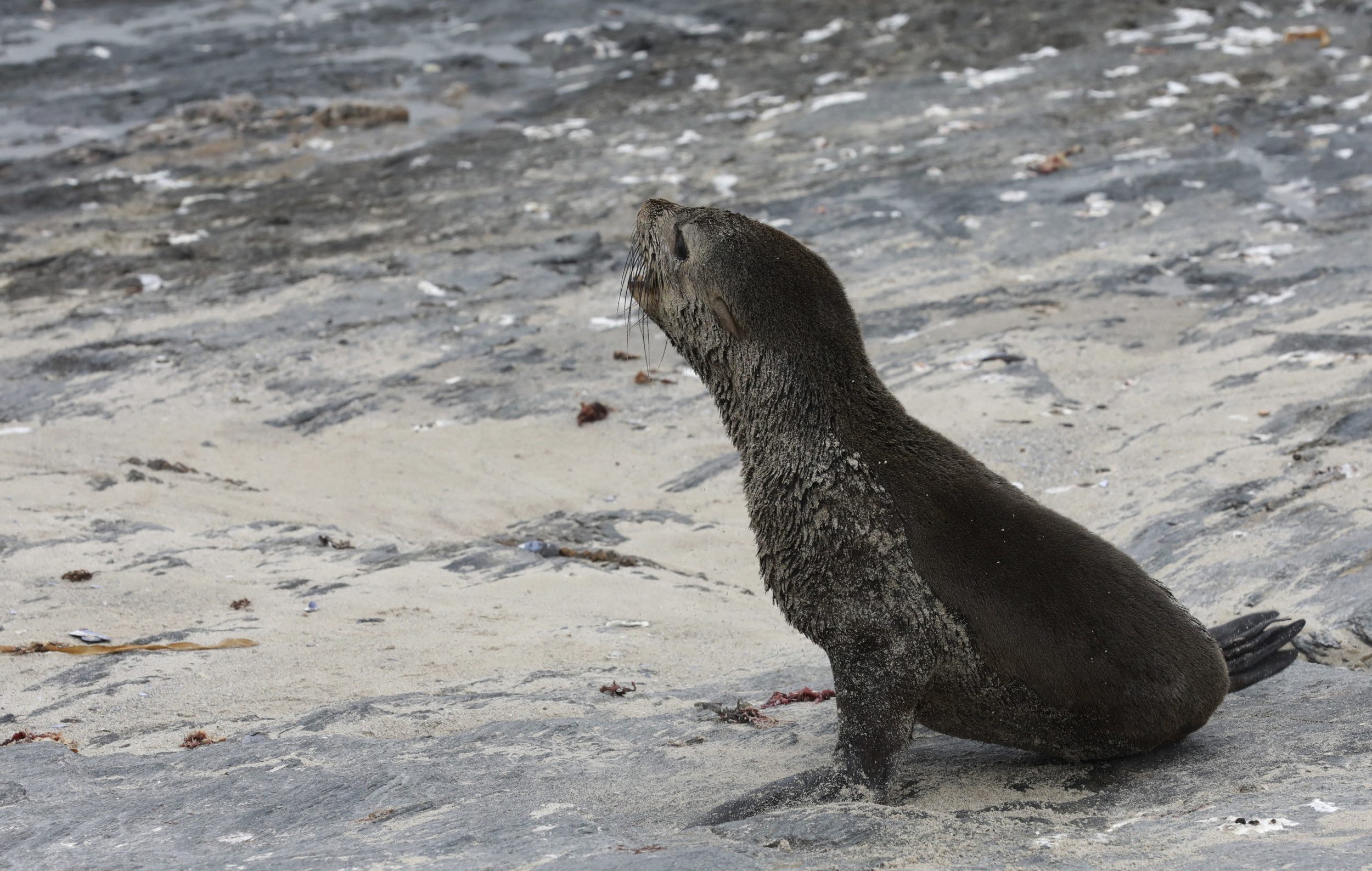 First-Ever Rabies Outbreak Discovered in Seals