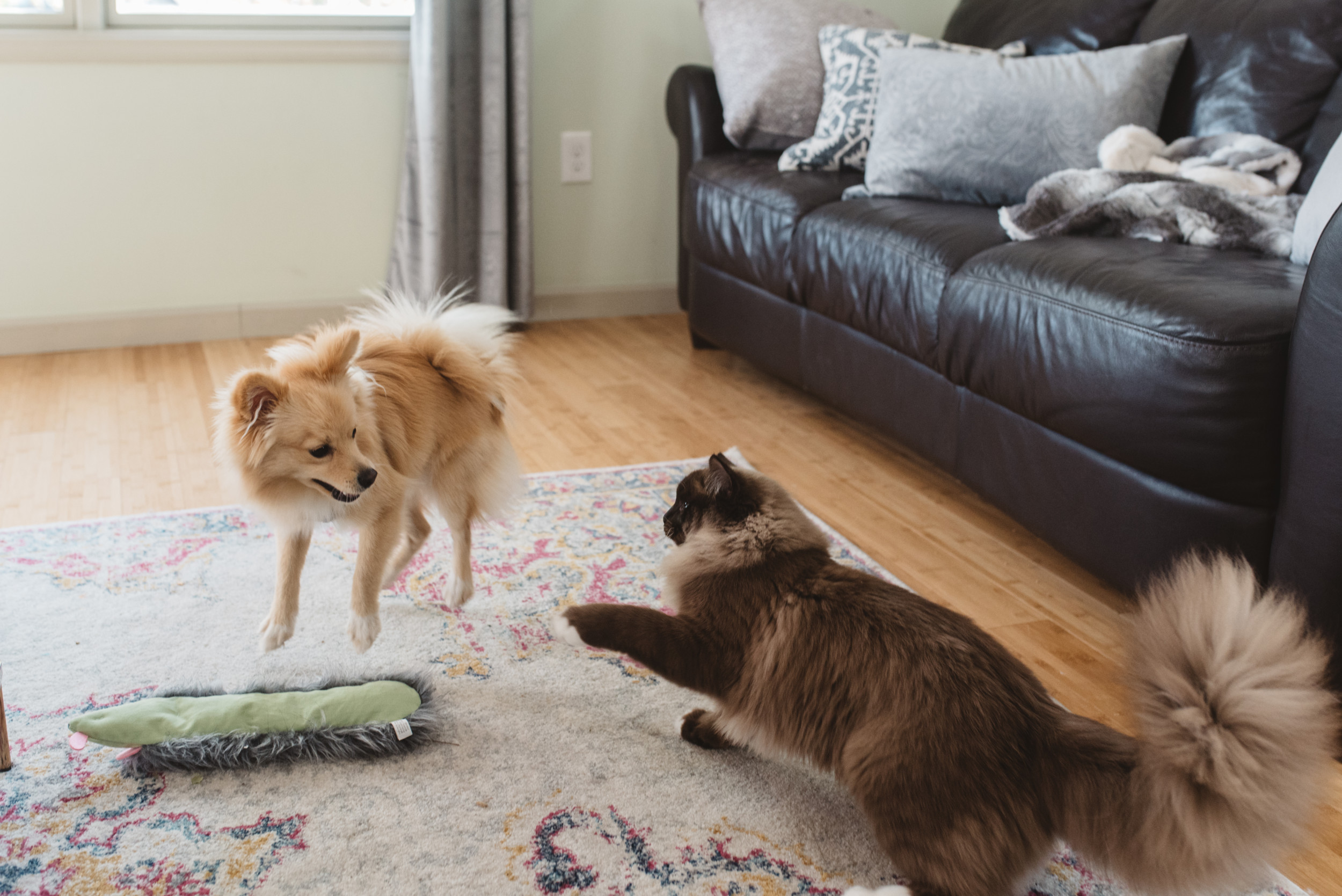 Kung Fu fight between siblings cat and dog makes the internet laugh