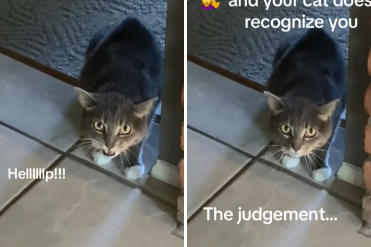 Confused cat stares at owner