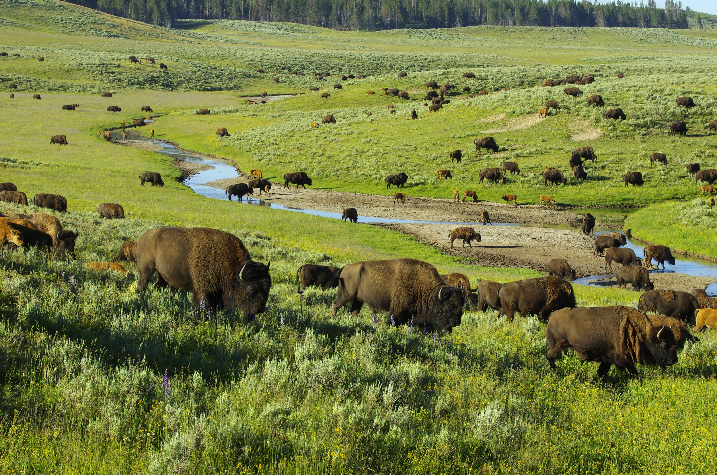 Scientists Figure Out How Yellowstone Animals Find Enough To Eat Newsweek