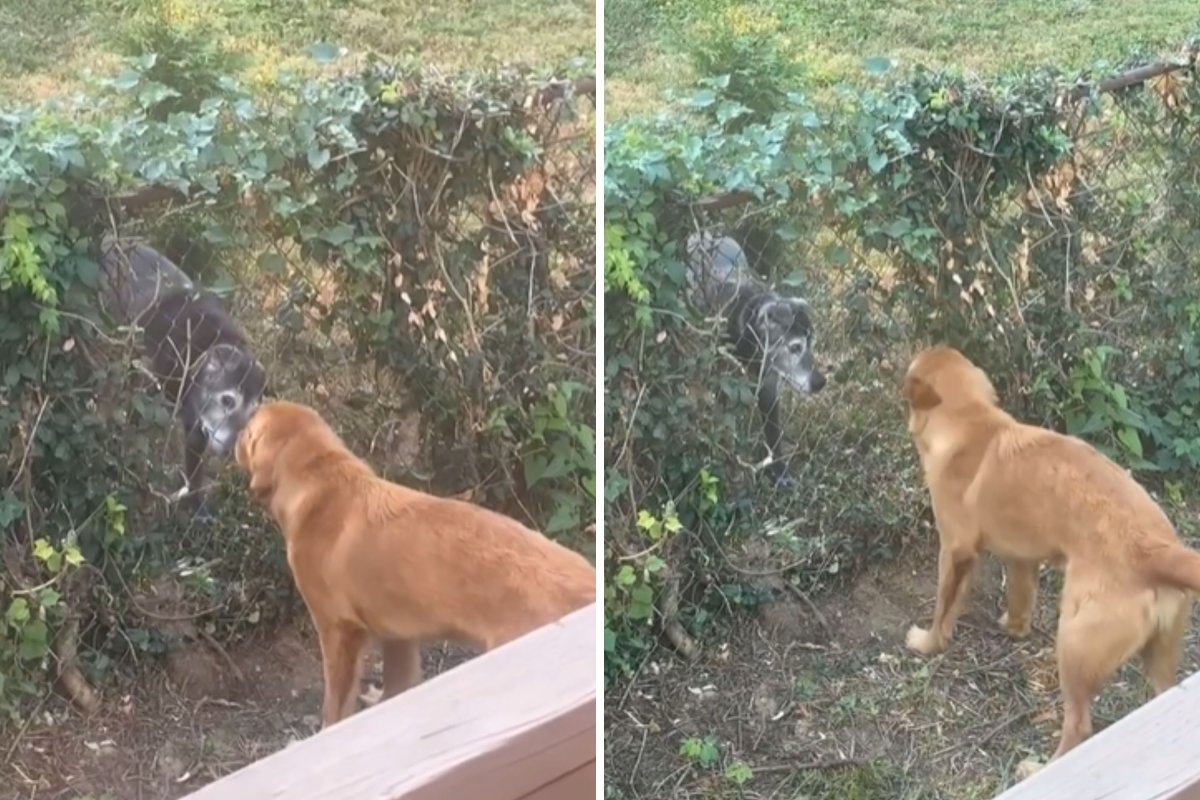 Pup Determined to Play With New Neighbor's Dog Won't Let Fence Stop Him