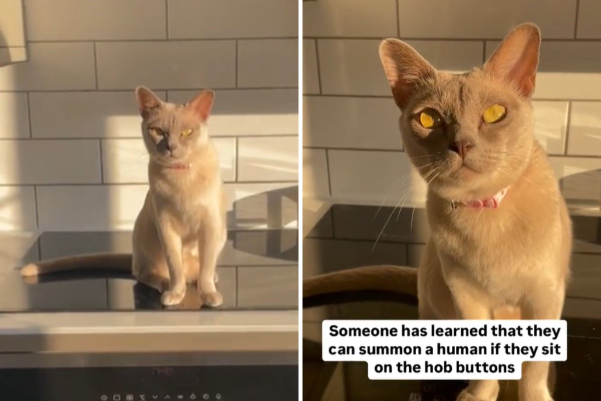 Cat standing on stove