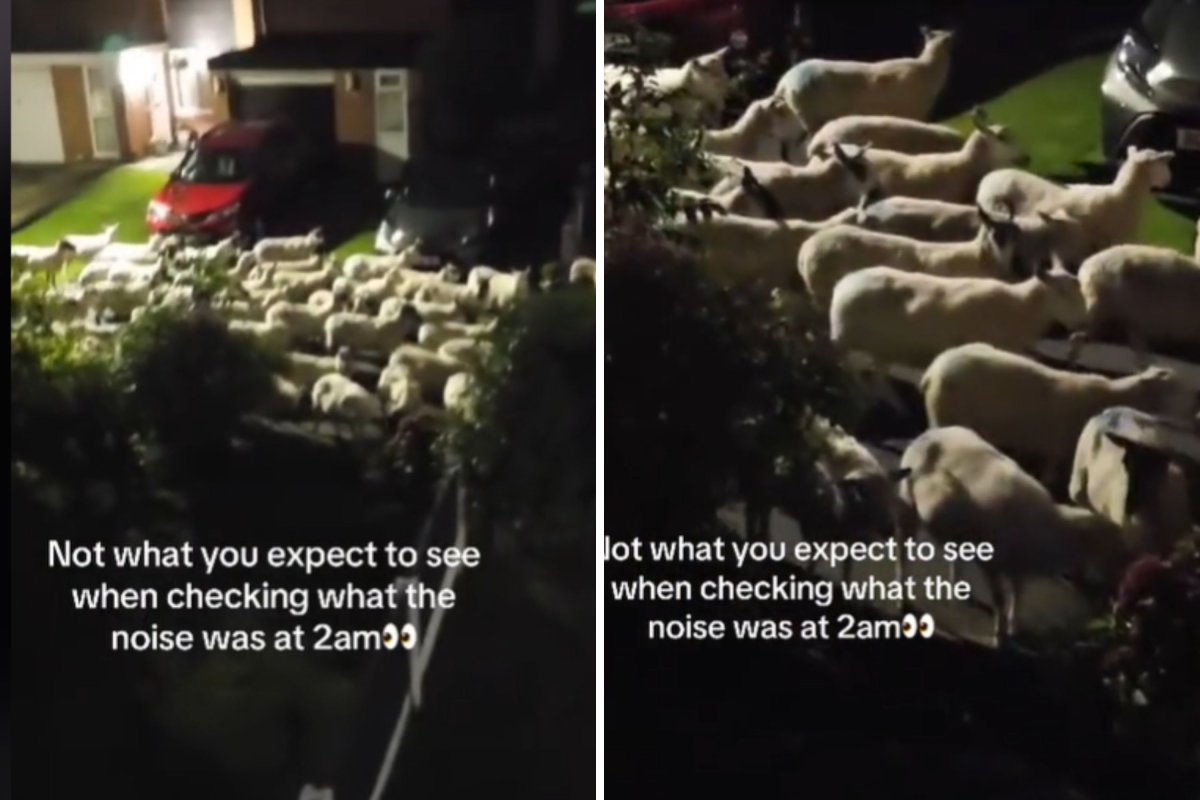 Sheep outside home wakes woman