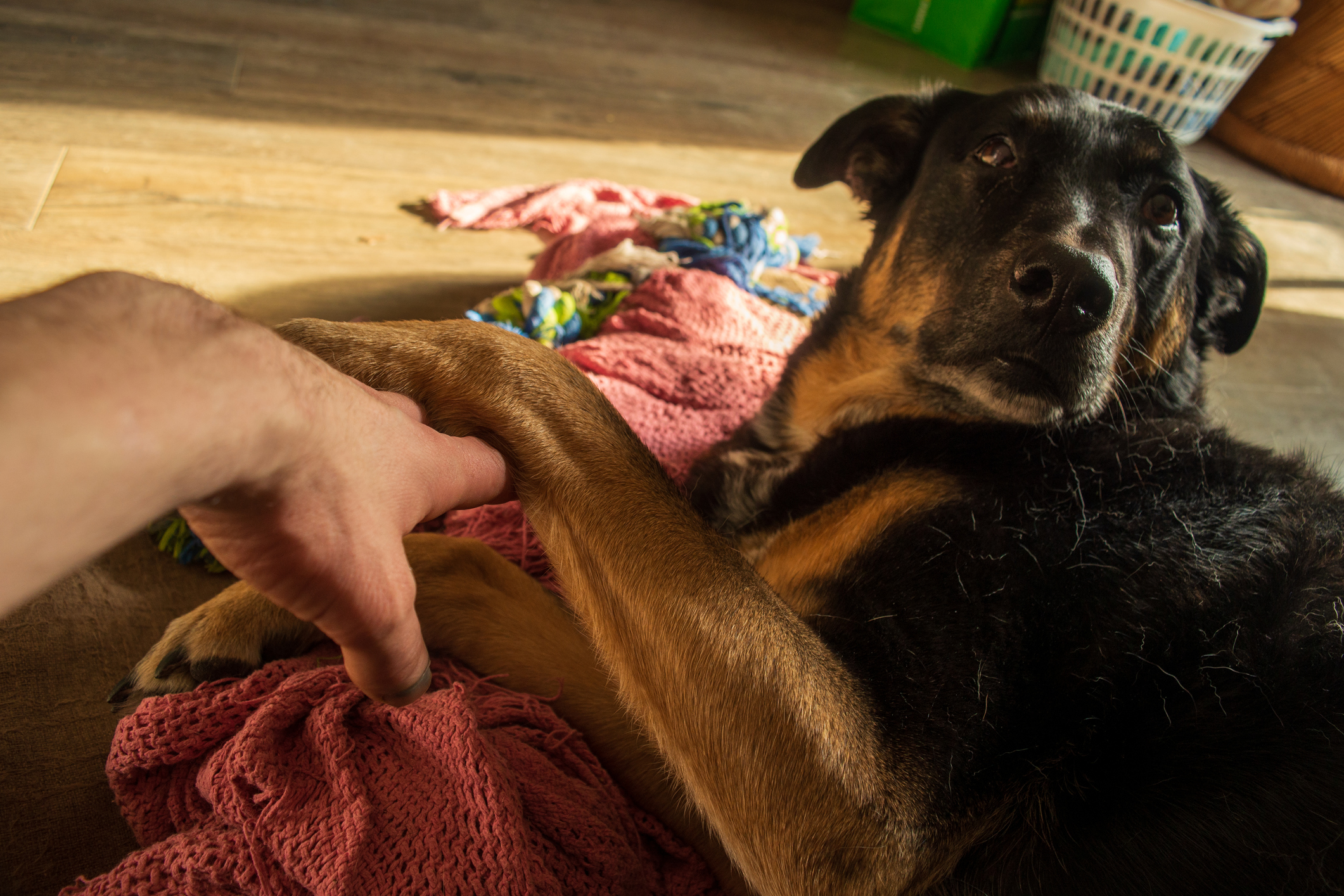 Hearts Melt at Dog Who Just Wants Owner To Hold Her Paw Hearts Melt at Dog Who Just Wants Owner To Hold Her Paw