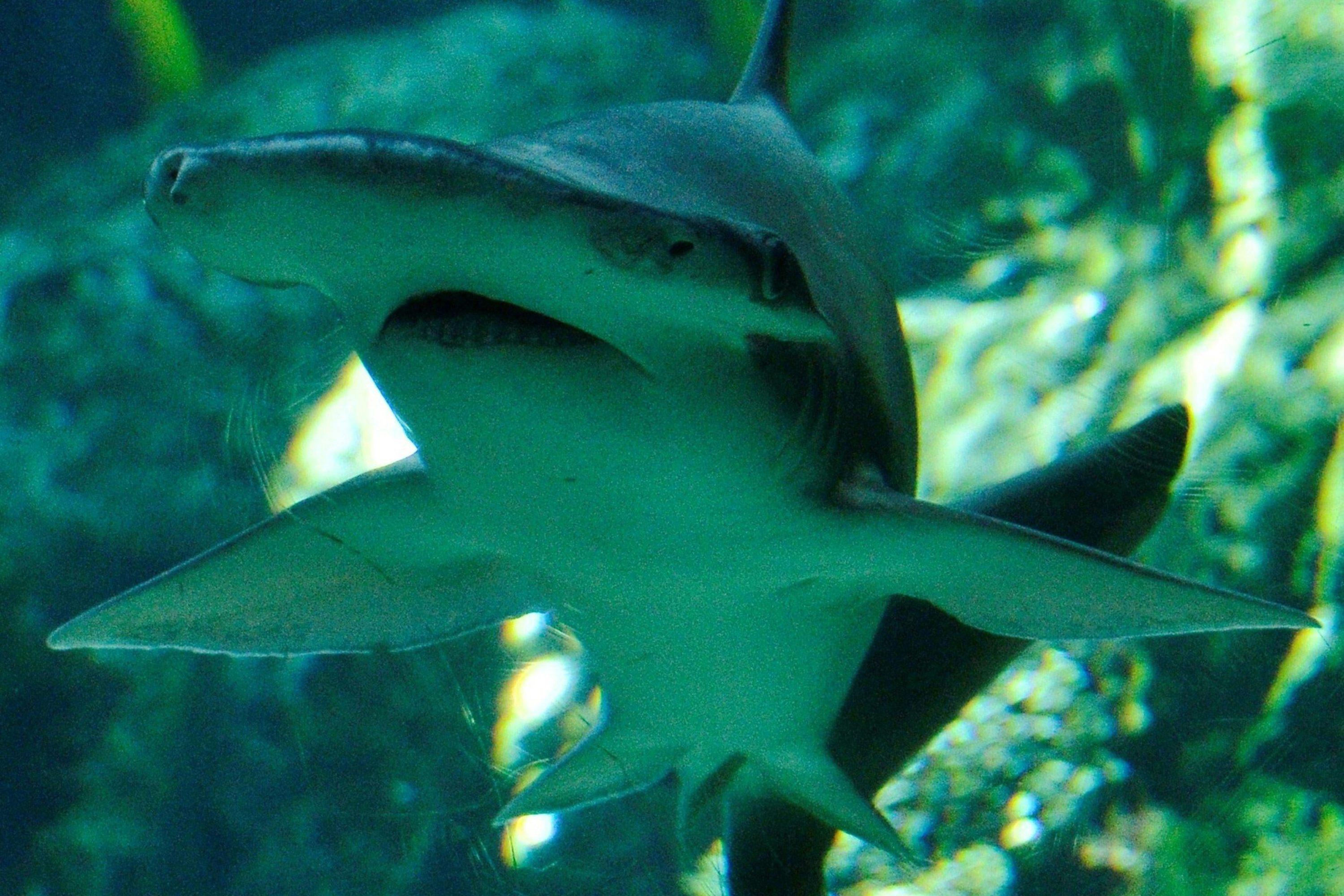 New Hammerhead Shark Species Discovered in Florida