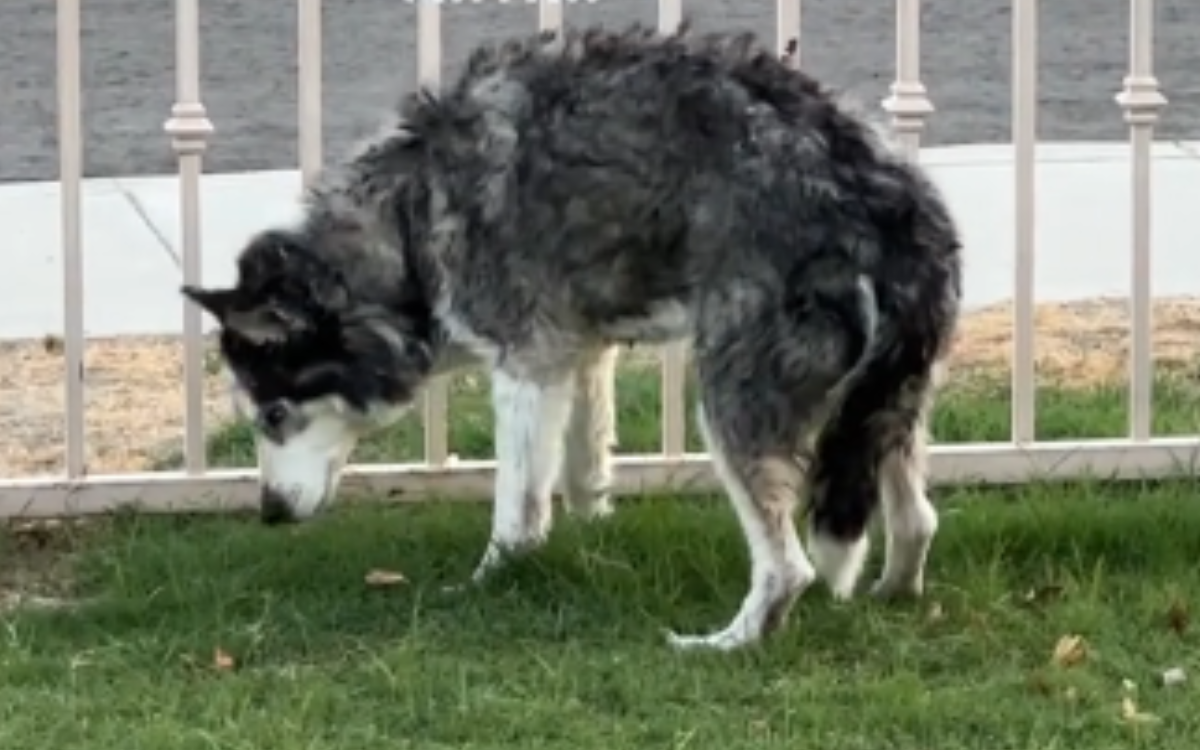 16-and-a-Half and Still Hunting: A Husky’s Adventure with His Owner