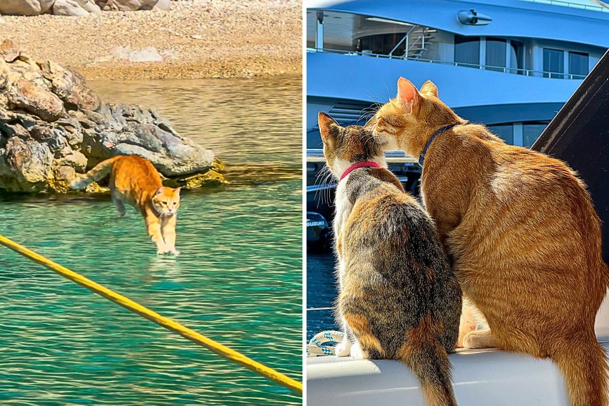 Boat cats, Ronnie and Sledge