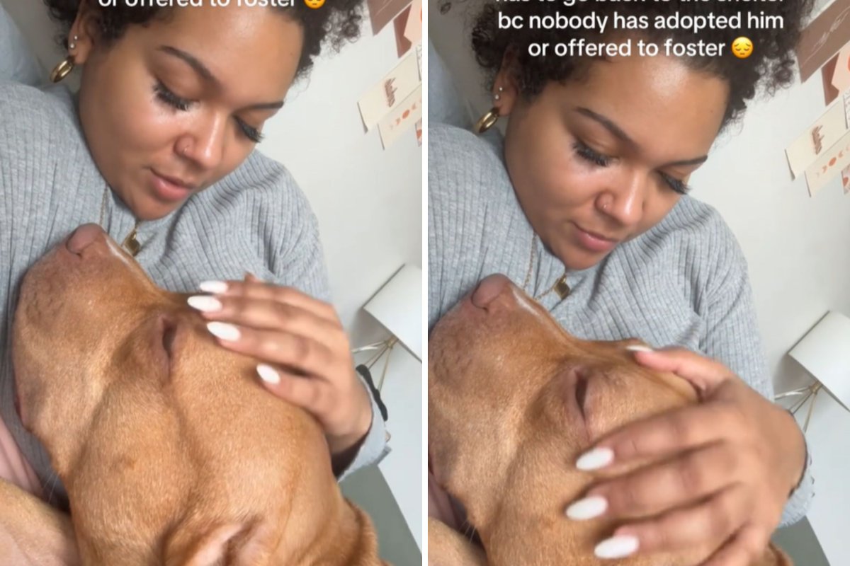 Foster parent comforts pit bull