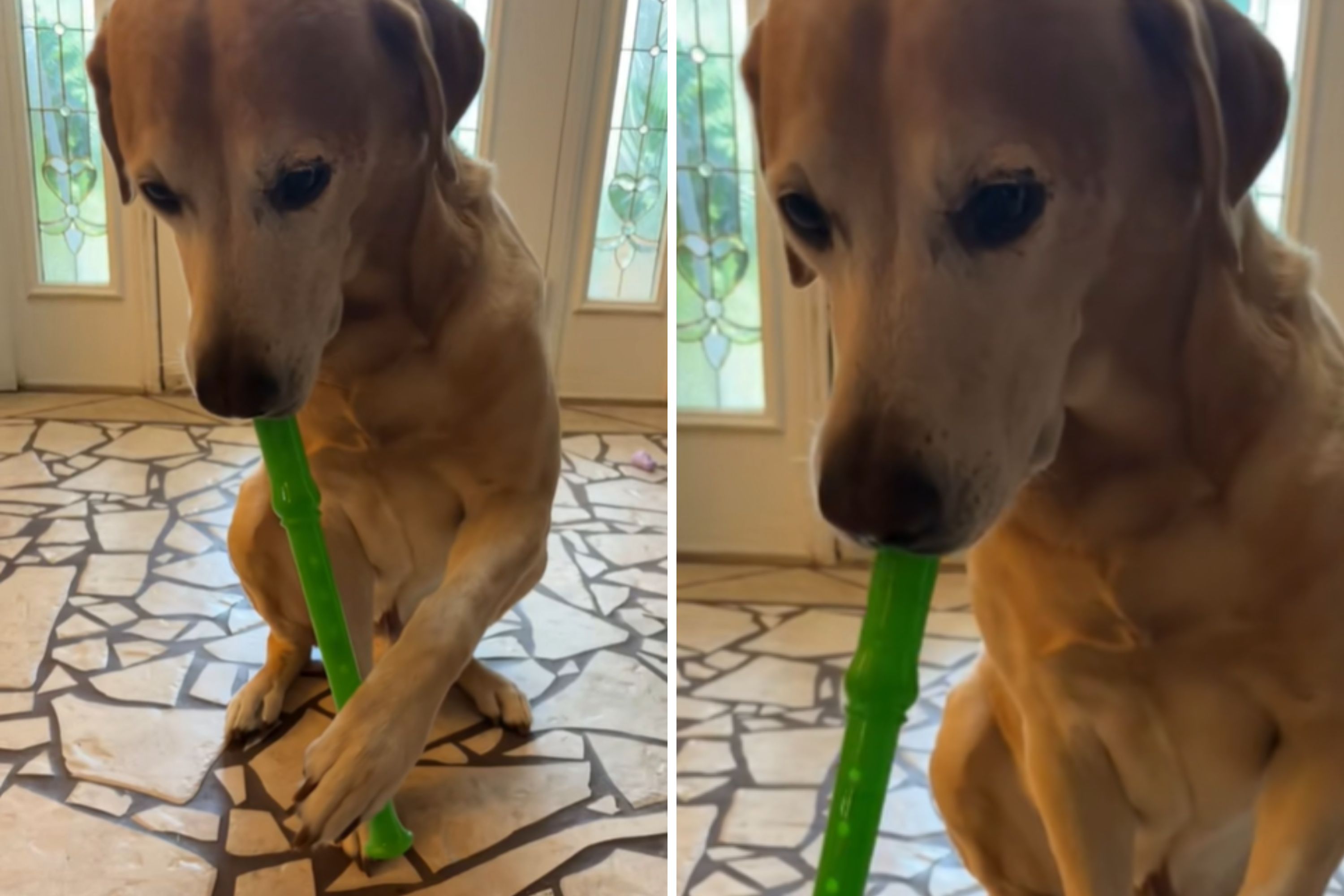 Photo: Brewski the Labrador retriever showed off his new talent. (TikTok:@heytakeachance)