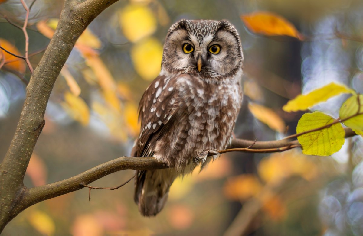 woman stares at owl