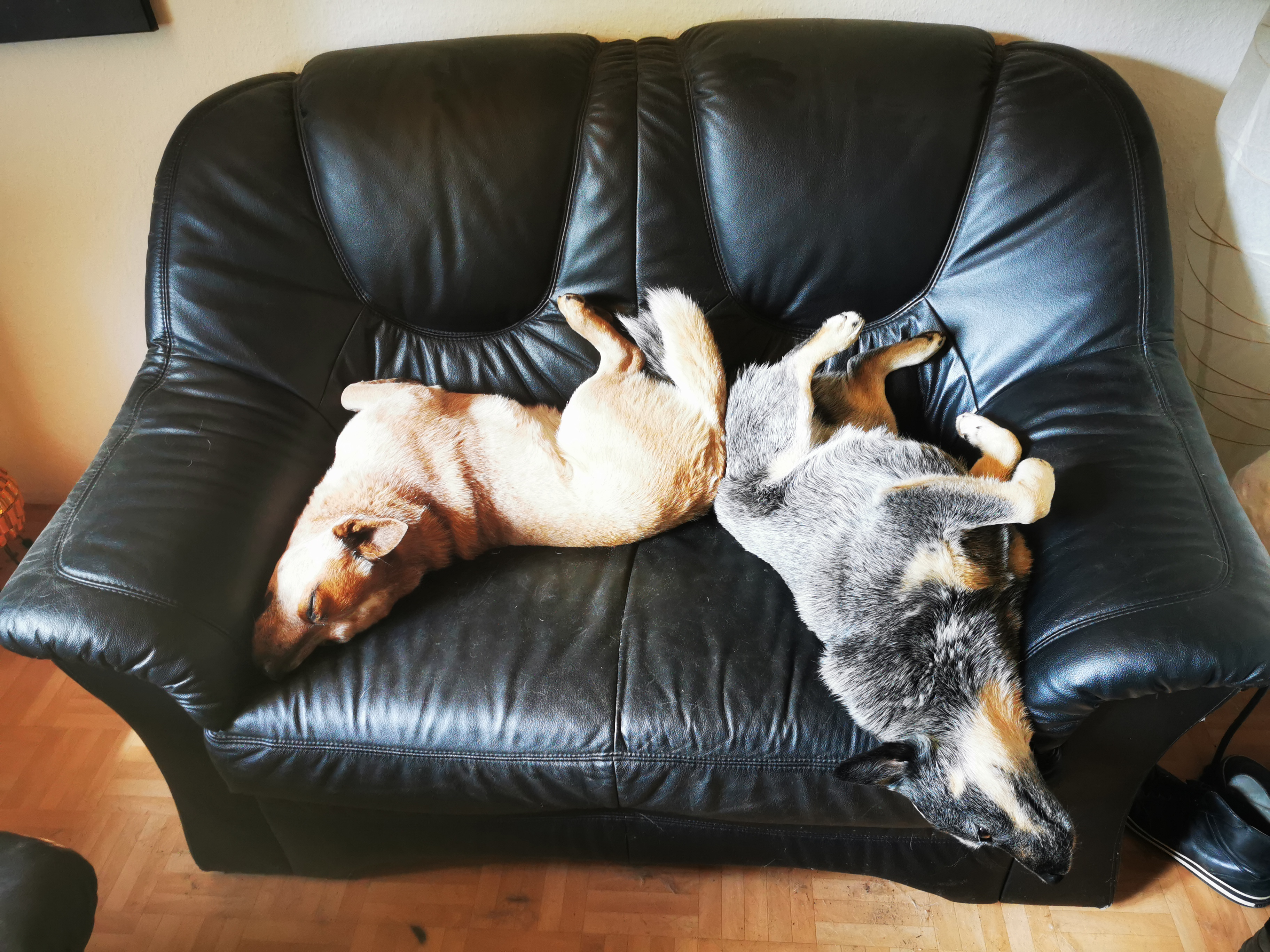 When Working From Home Drives Dogs Crazy: The Confused Canines Syndrome