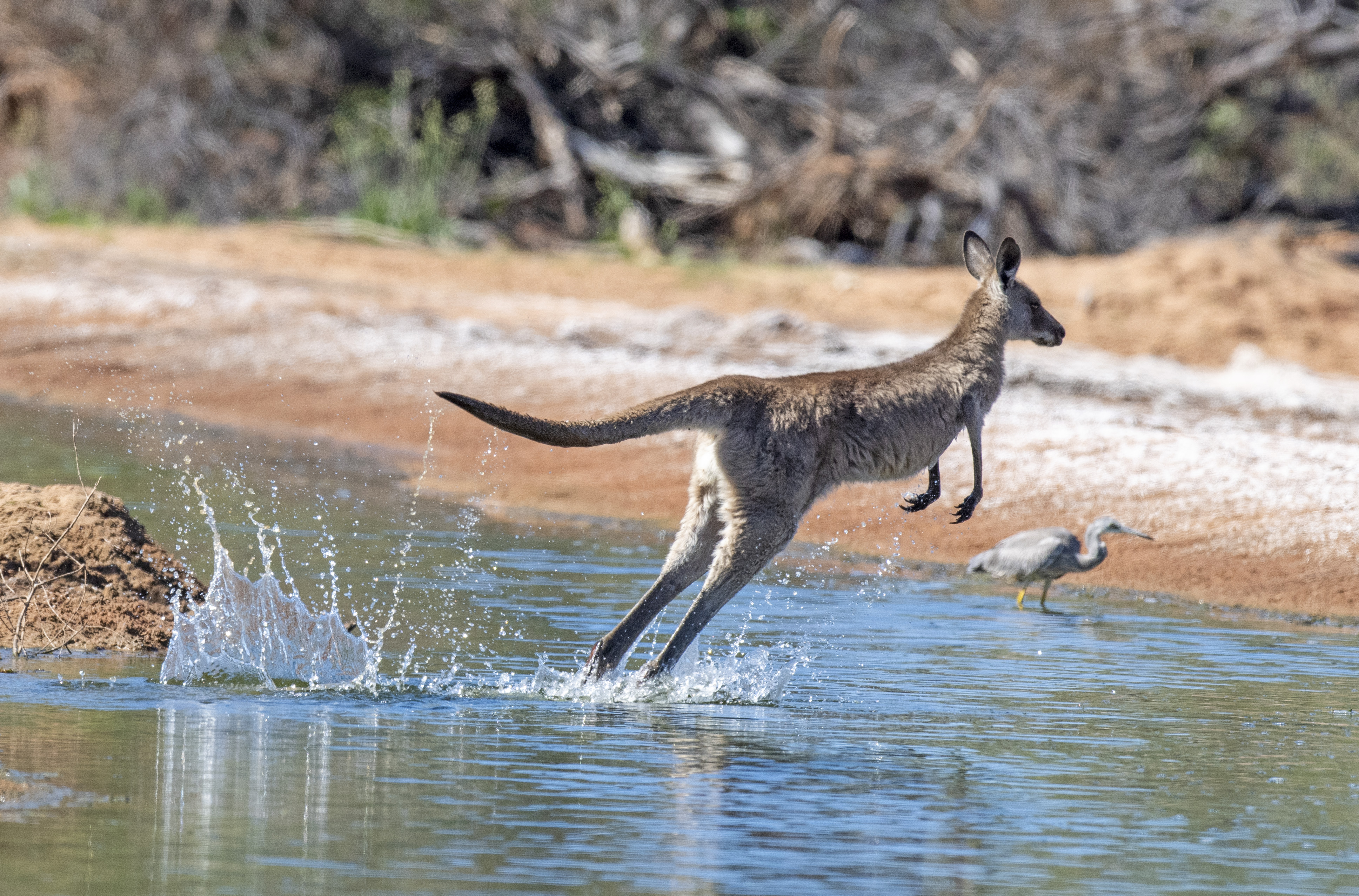 Camper Amazed by Kangaroos ‘Surfing’ at Australian Beach